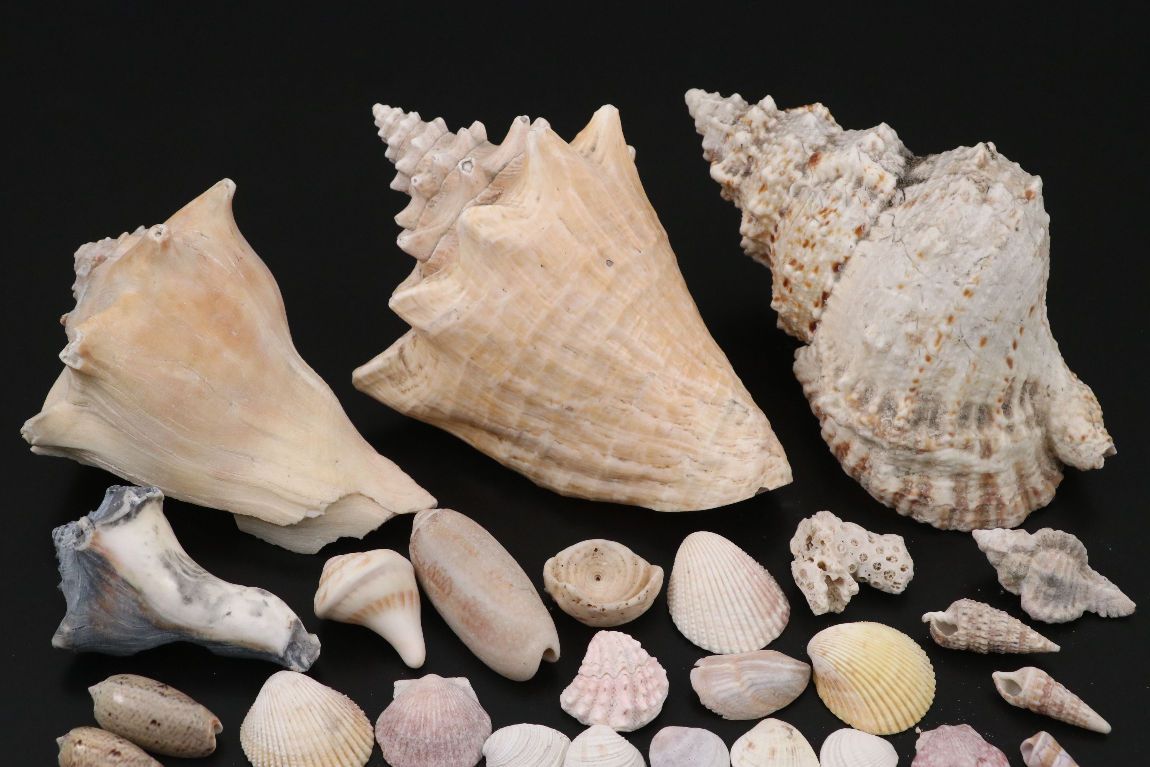 Queen Conchs, Triton, Cowries, Augers, and More