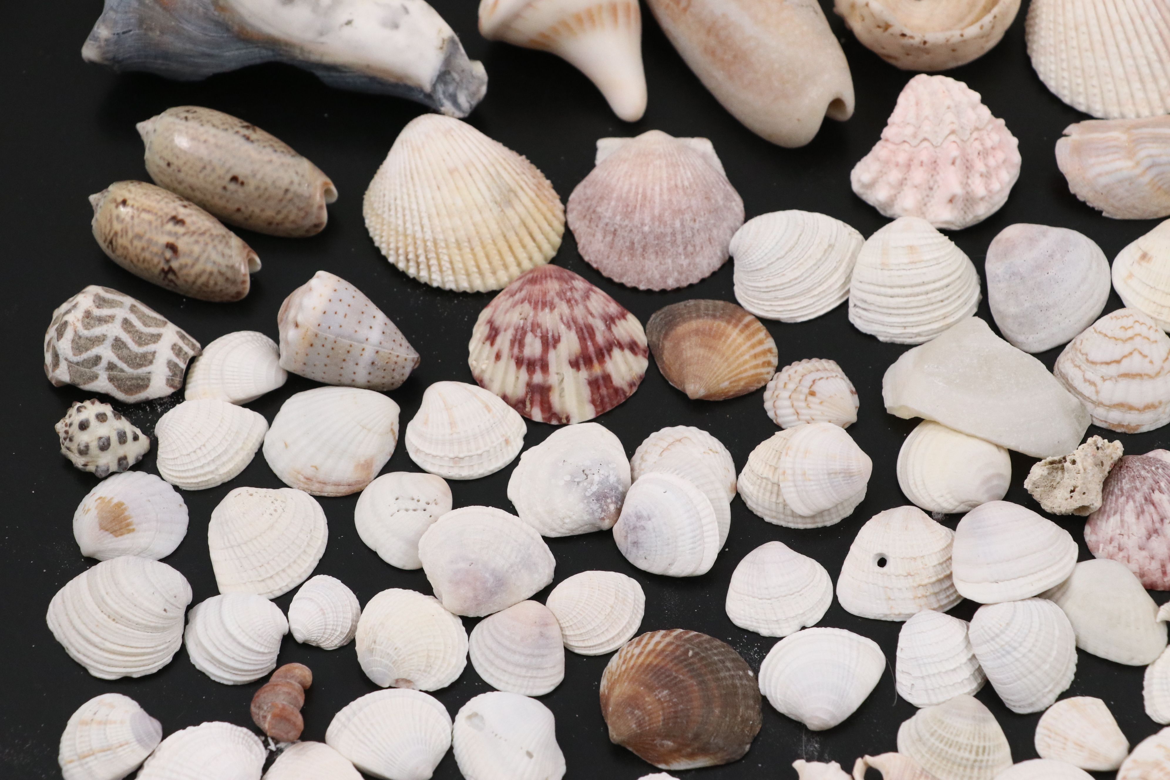 Queen Conchs, Triton, Cowries, Augers, and More