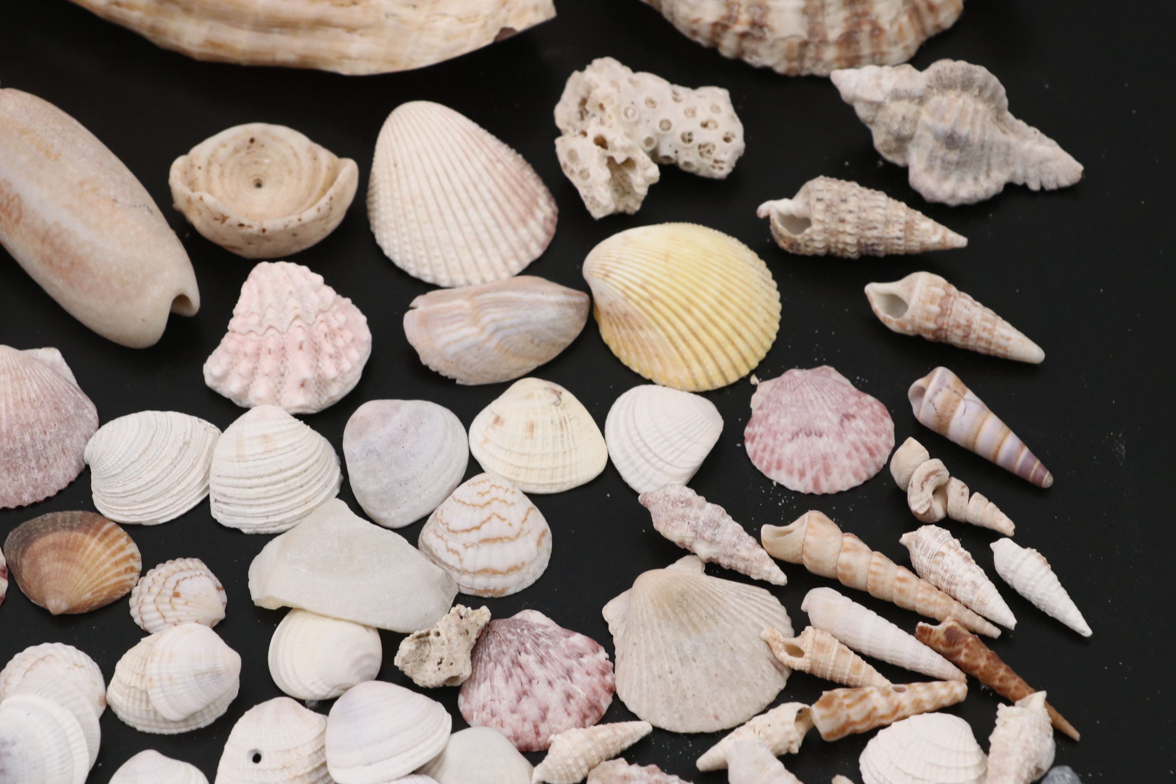 Queen Conchs, Triton, Cowries, Augers, and More