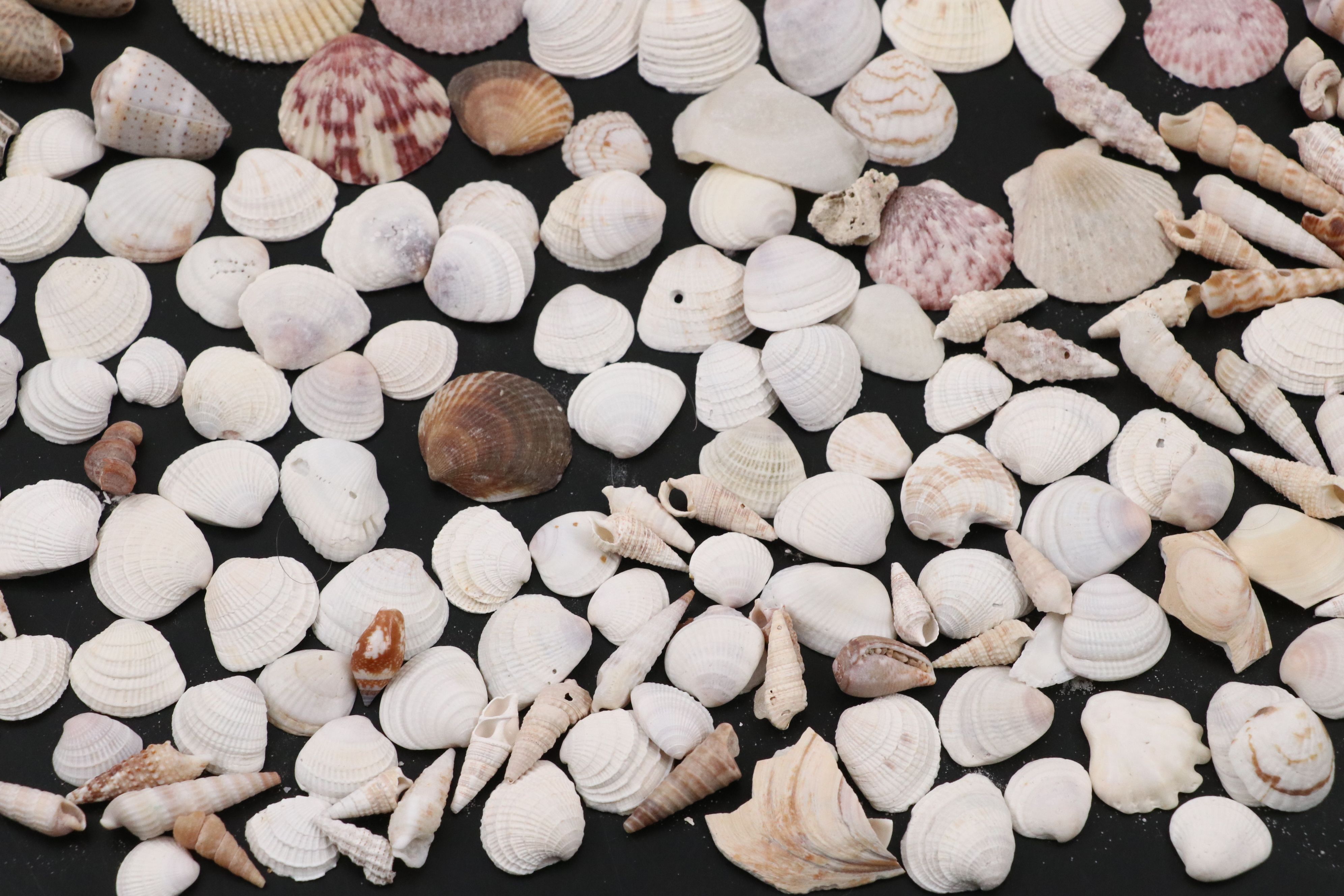 Queen Conchs, Triton, Cowries, Augers, and More