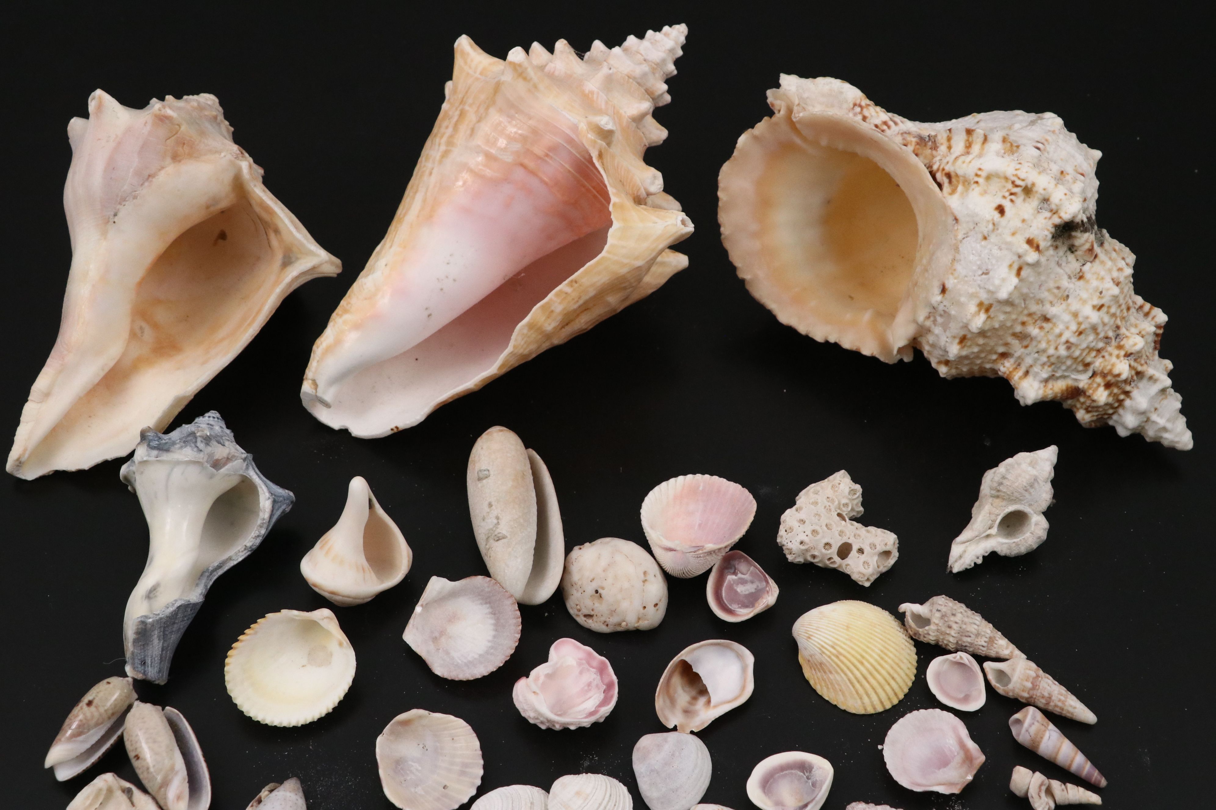 Queen Conchs, Triton, Cowries, Augers, and More