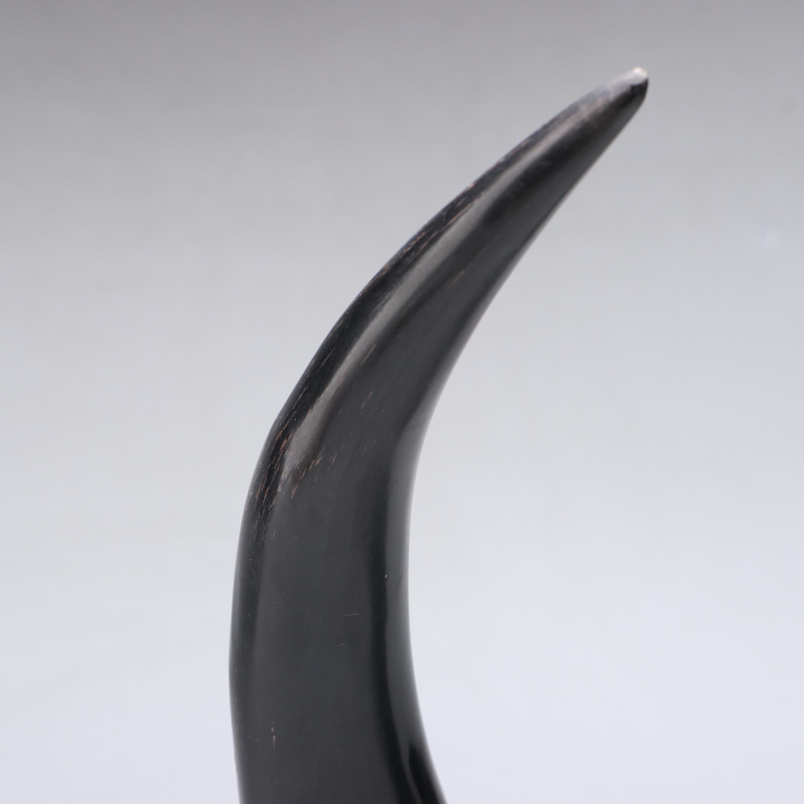 Polished Natural Cattle Horns on Acrylic Stands