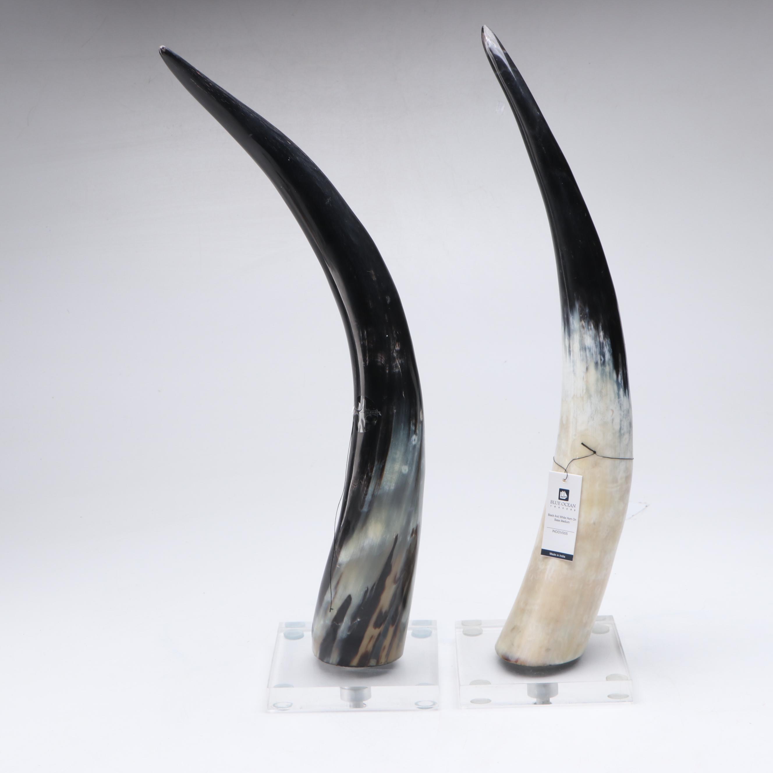 Polished Natural Cattle Horns on Acrylic Stands