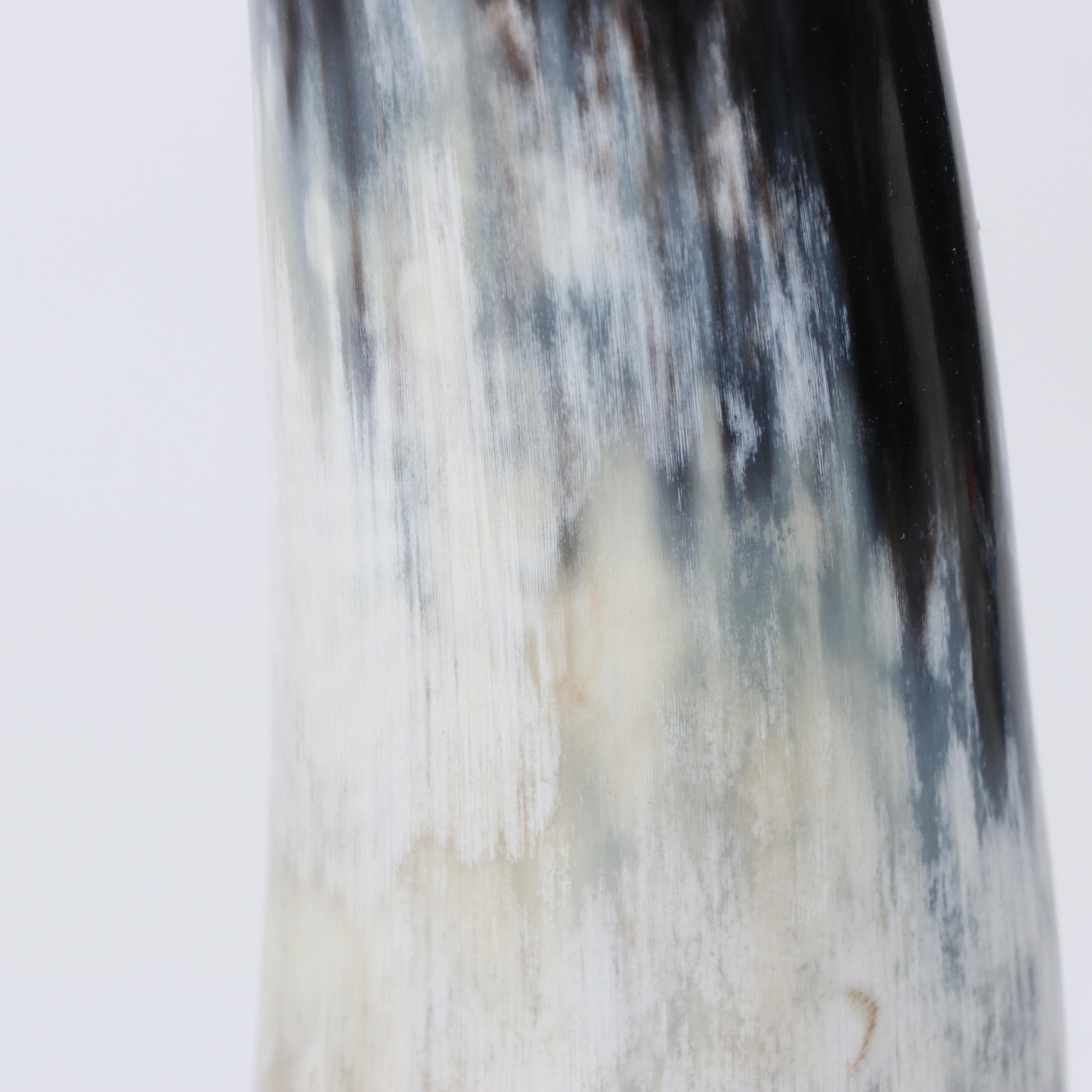 Polished Natural Cattle Horns on Acrylic Stands