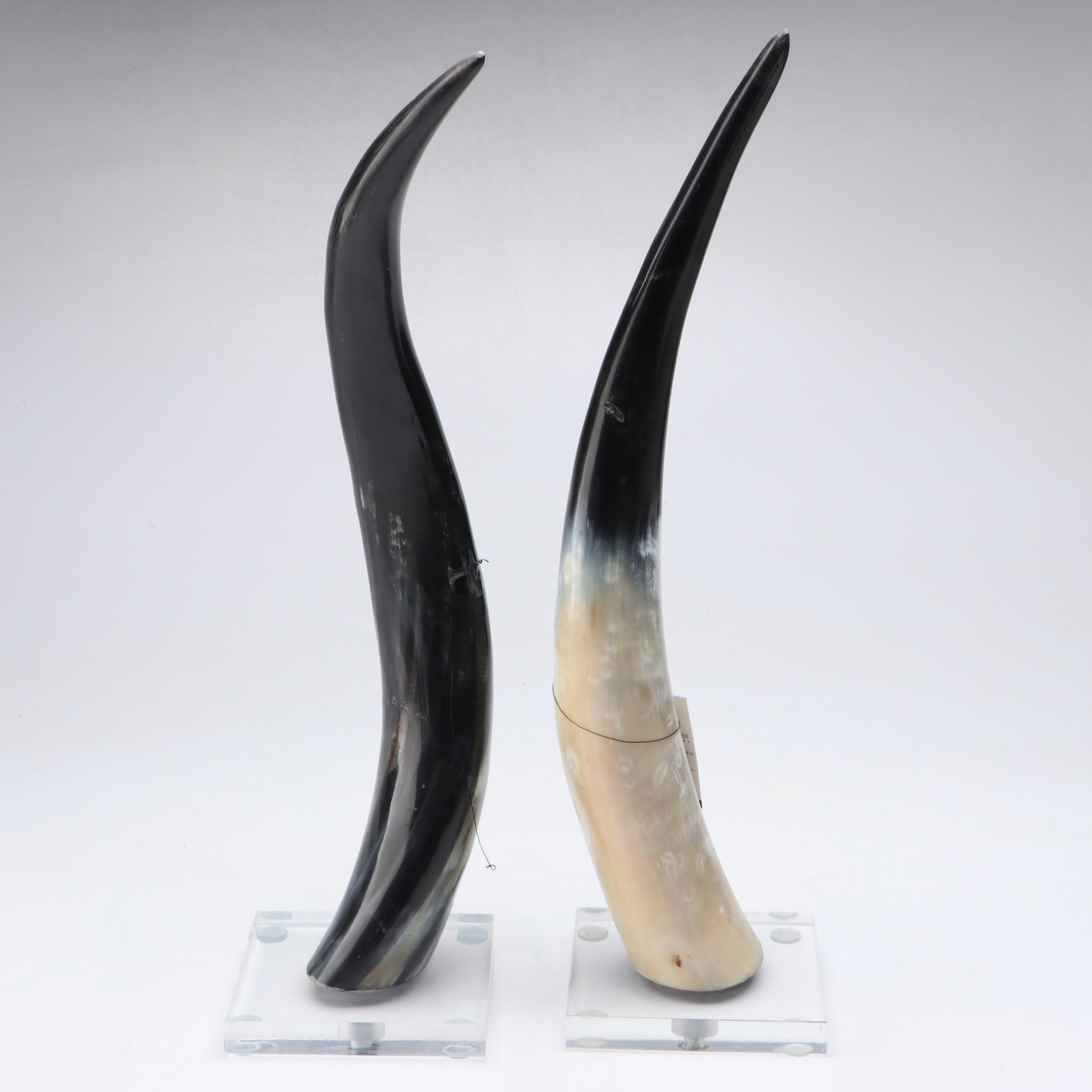 Polished Natural Cattle Horns on Acrylic Stands