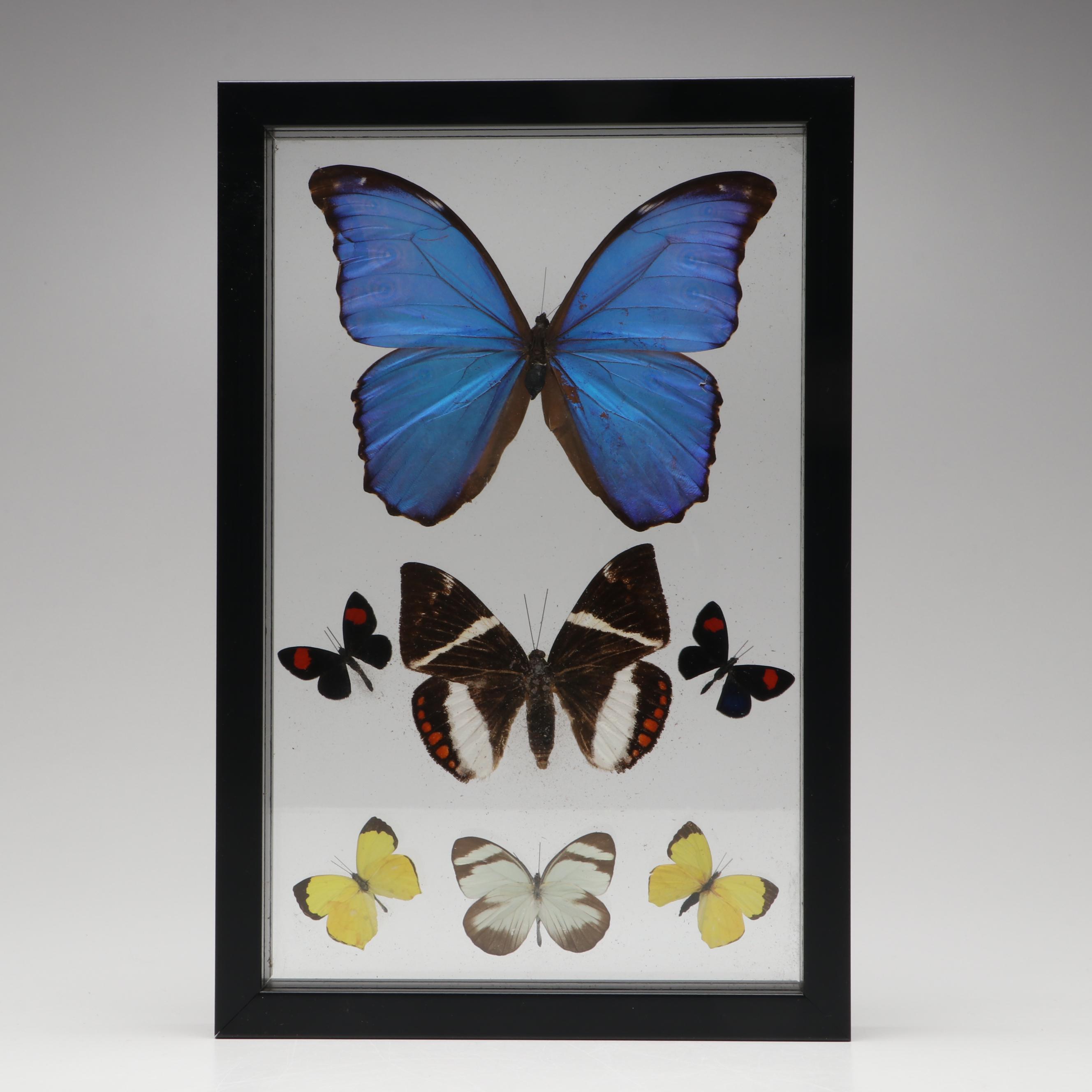 Taxidermy Butterflies in Double-Sided Frame