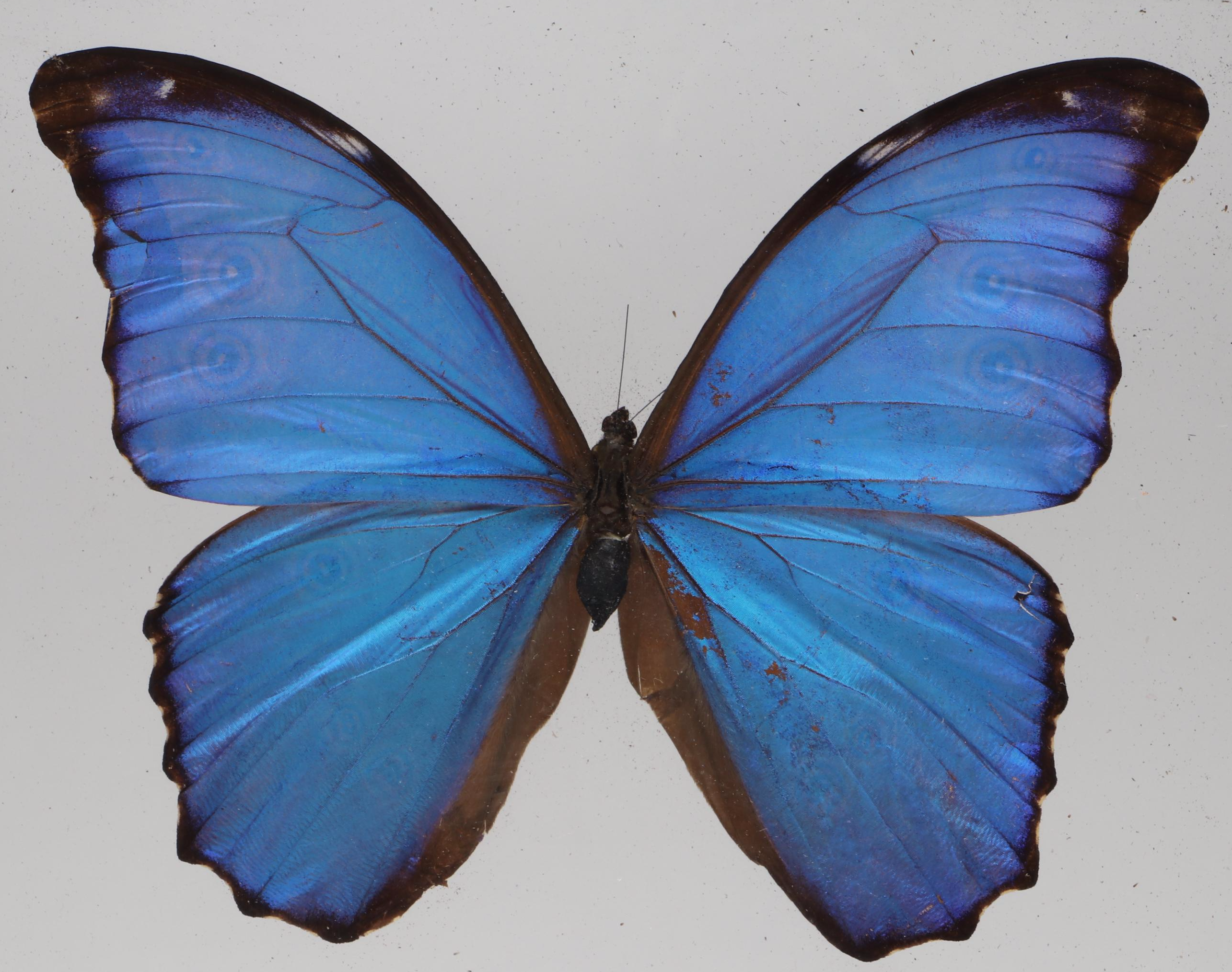 Taxidermy Butterflies in Double-Sided Frame