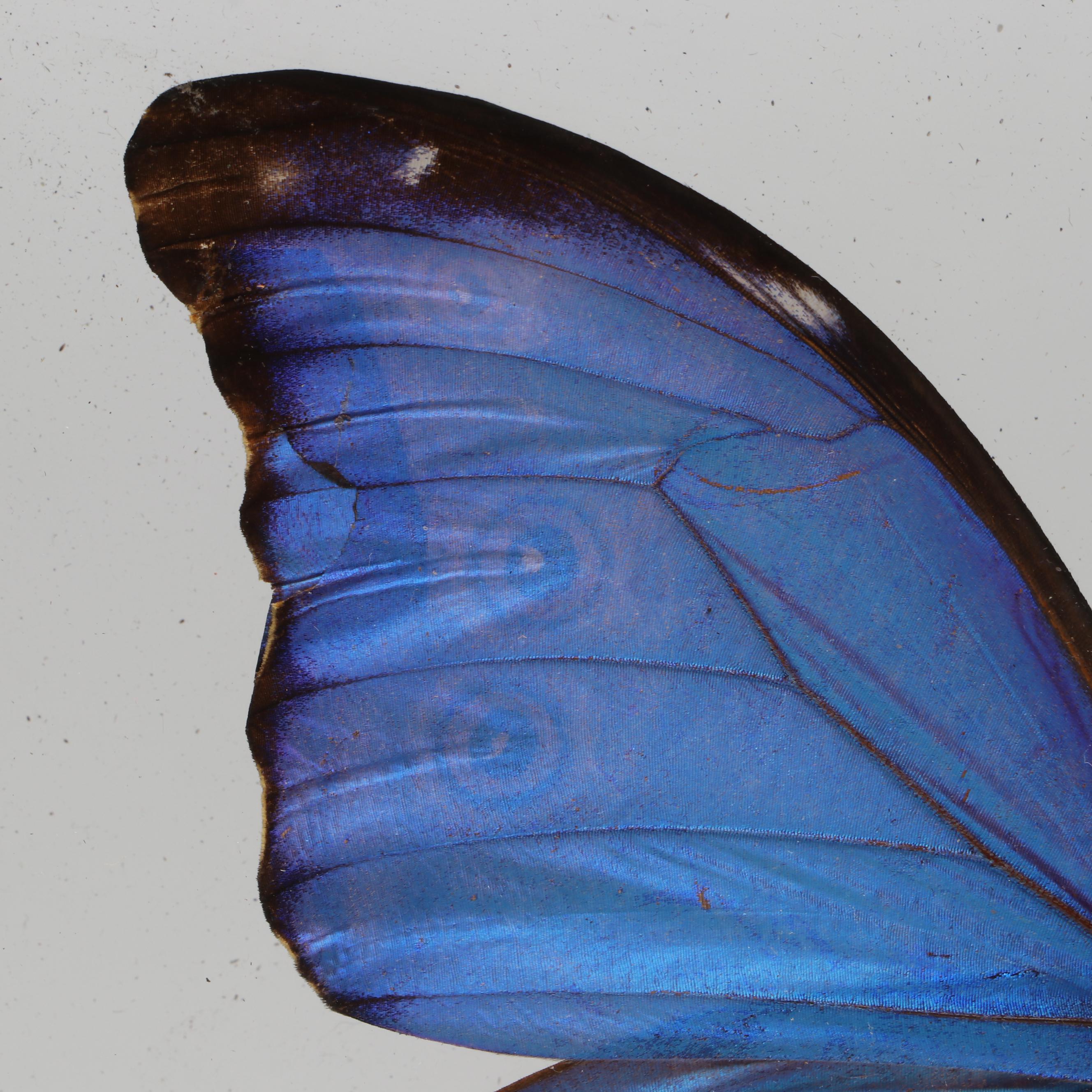 Taxidermy Butterflies in Double-Sided Frame