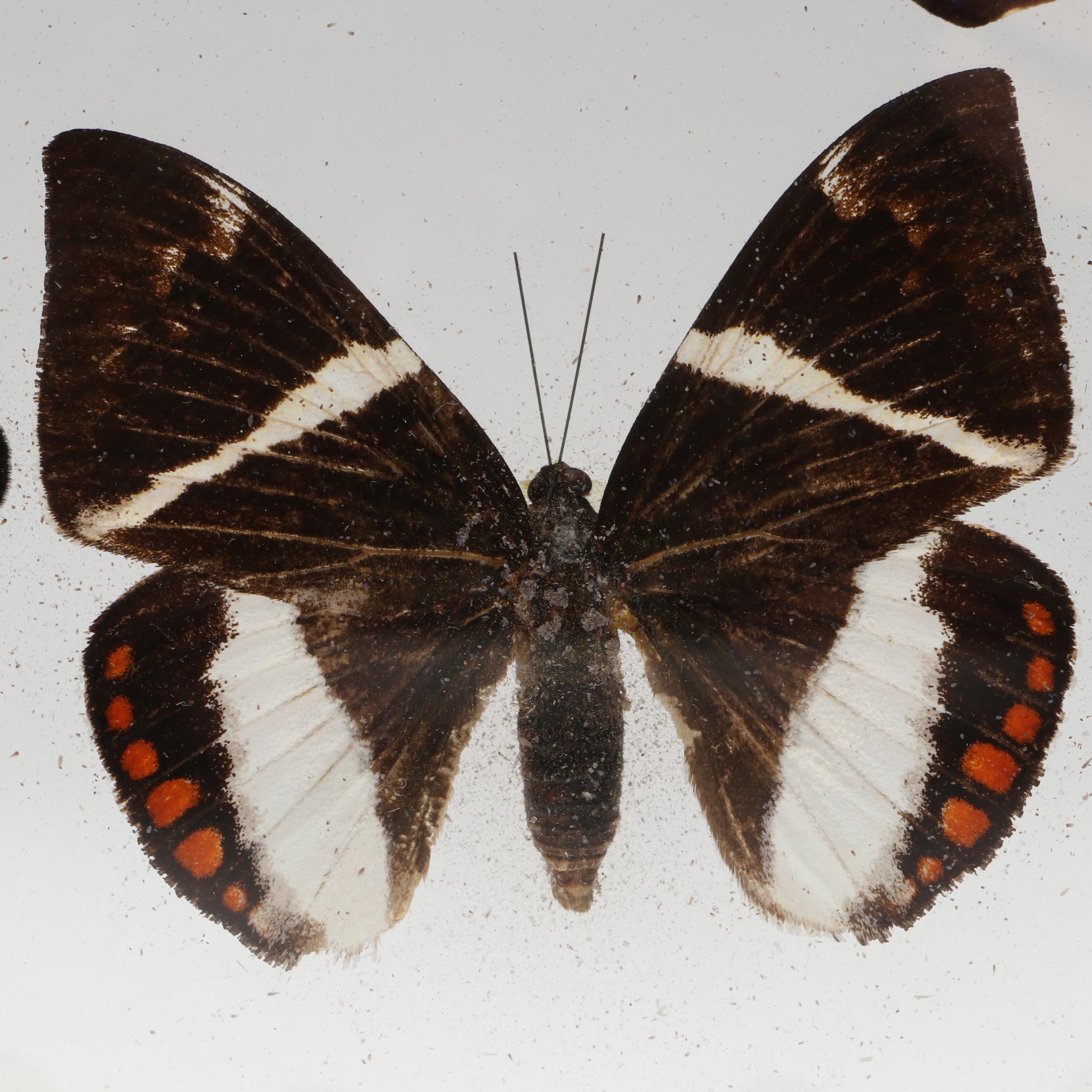 Taxidermy Butterflies in Double-Sided Frame