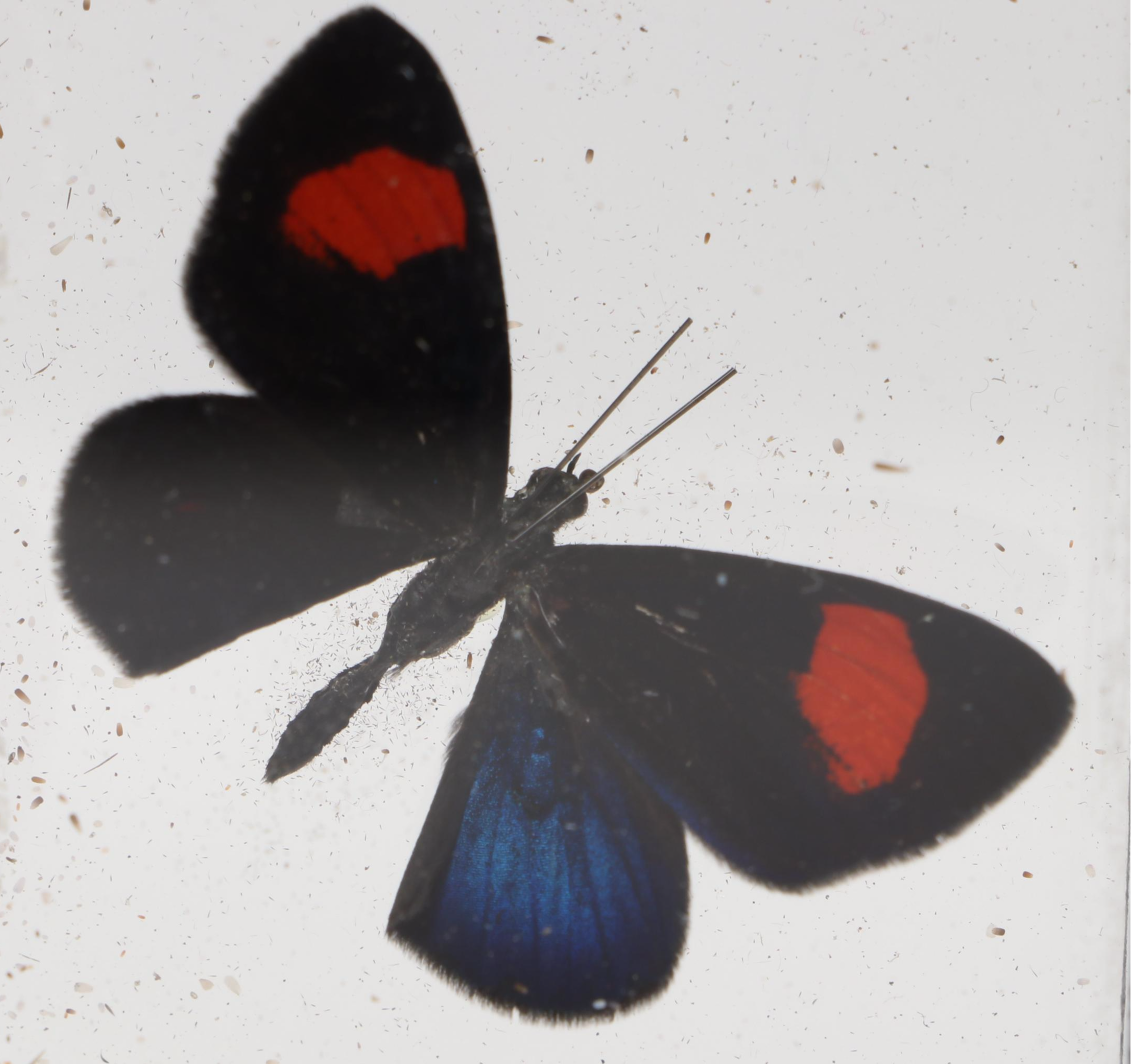 Taxidermy Butterflies in Double-Sided Frame