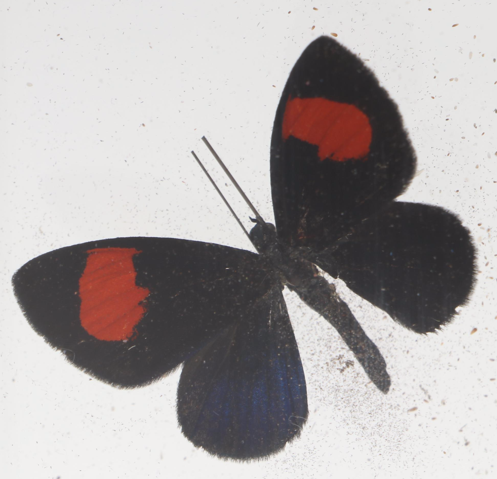 Taxidermy Butterflies in Double-Sided Frame