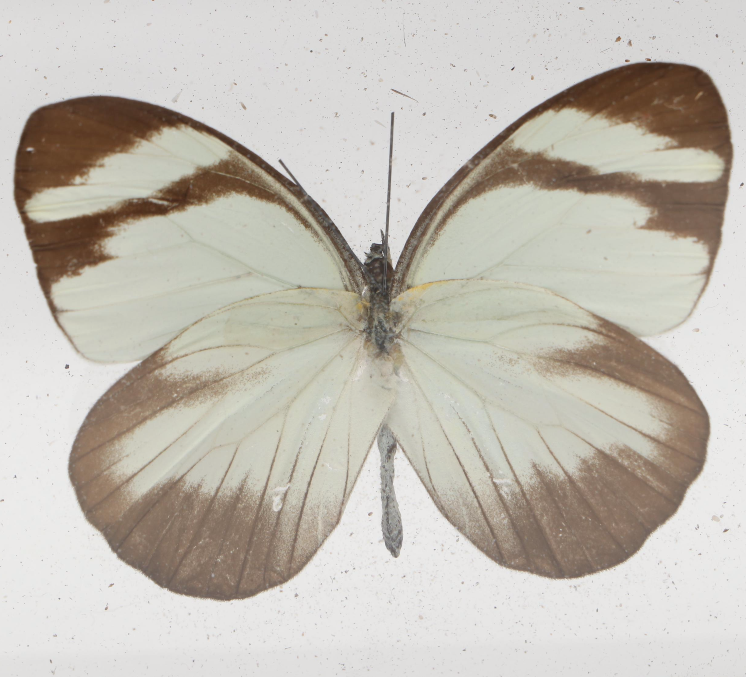 Taxidermy Butterflies in Double-Sided Frame