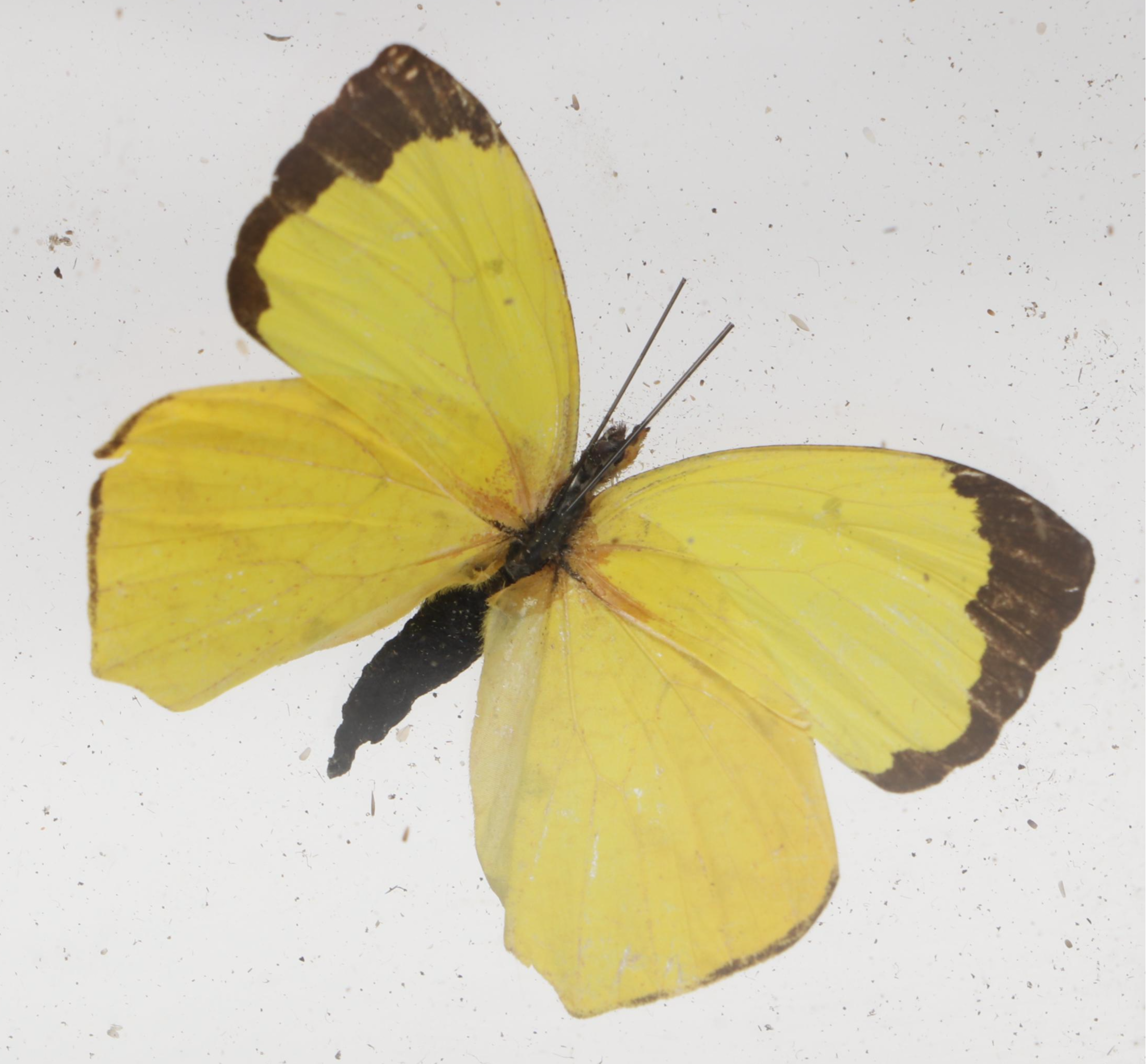 Taxidermy Butterflies in Double-Sided Frame