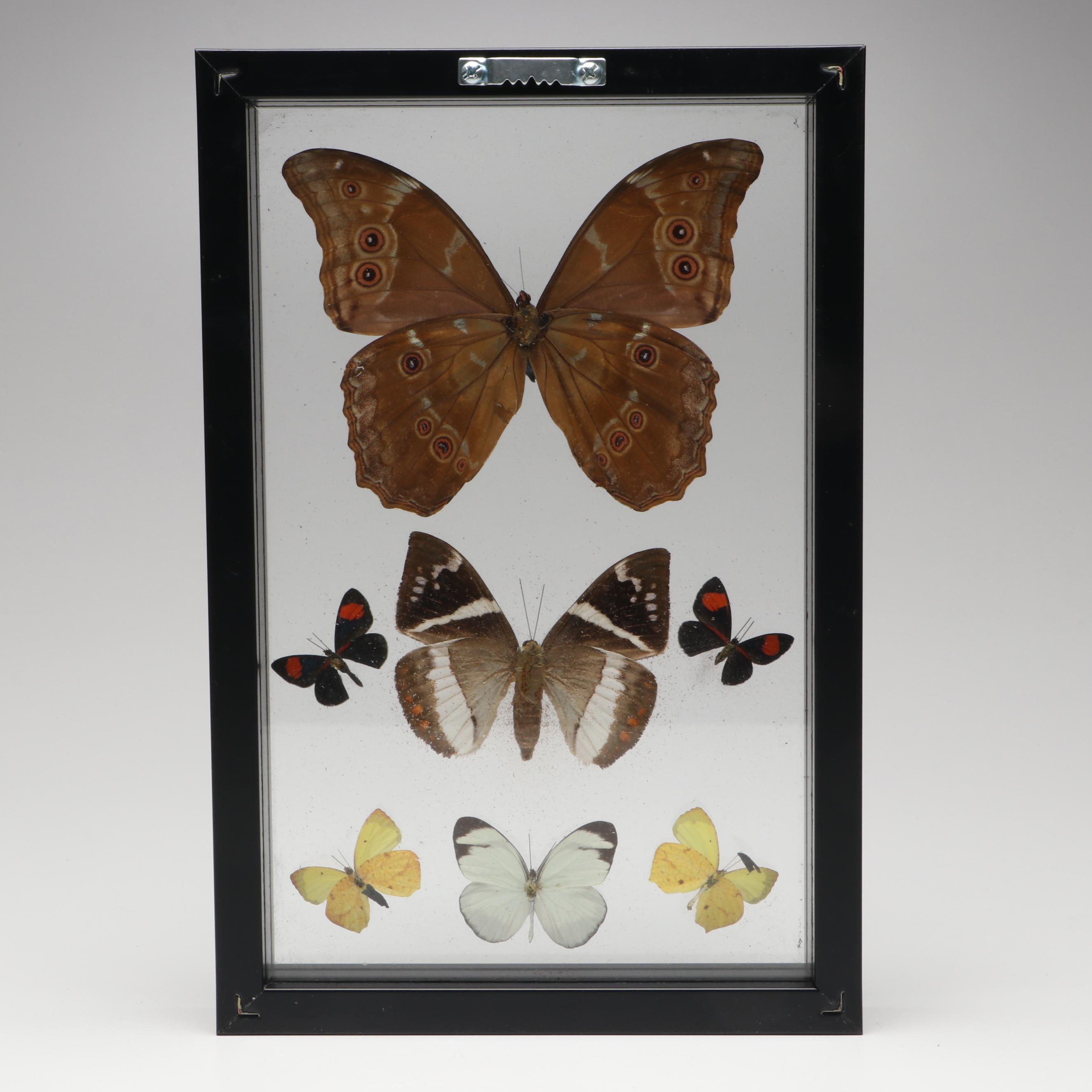 Taxidermy Butterflies in Double-Sided Frame