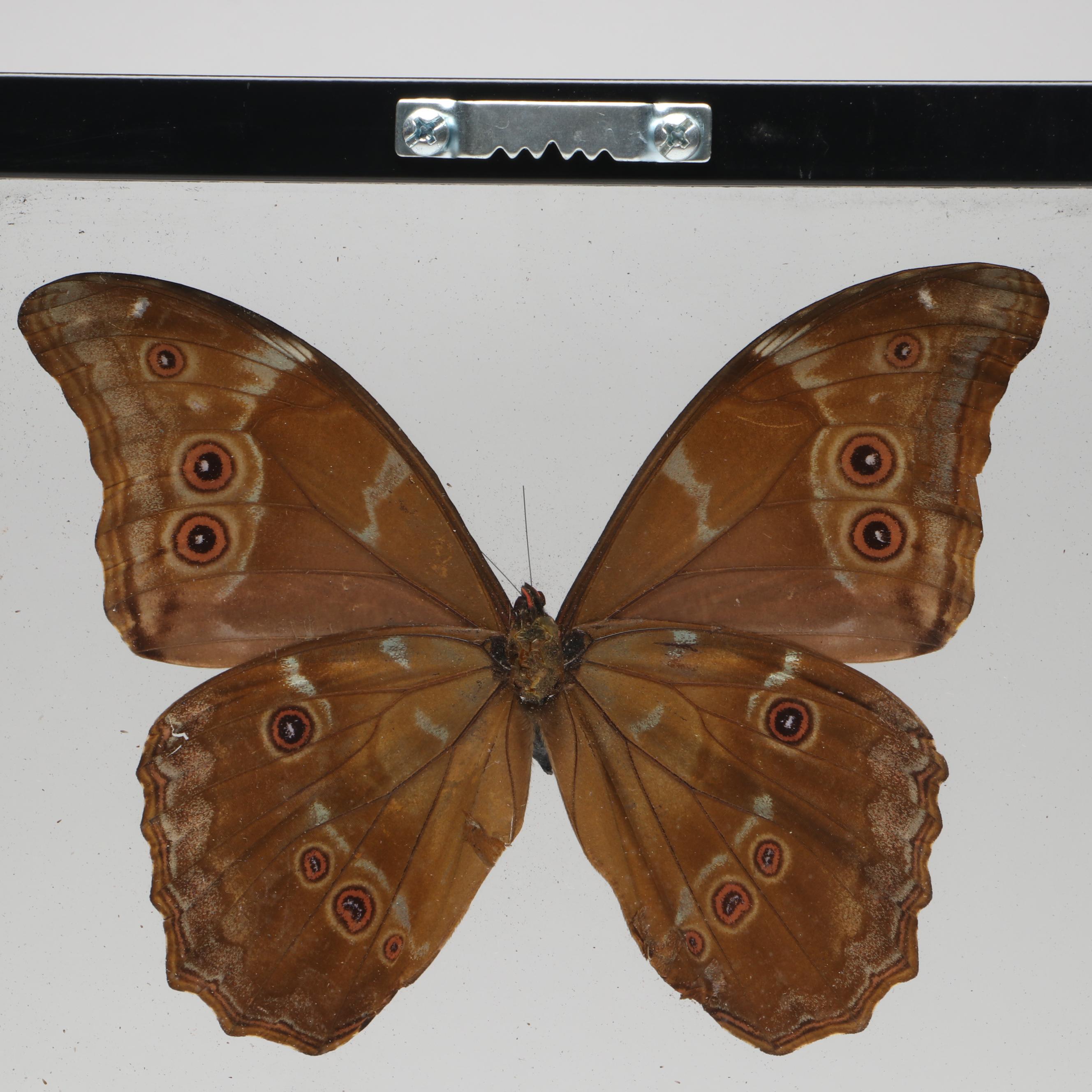 Taxidermy Butterflies in Double-Sided Frame