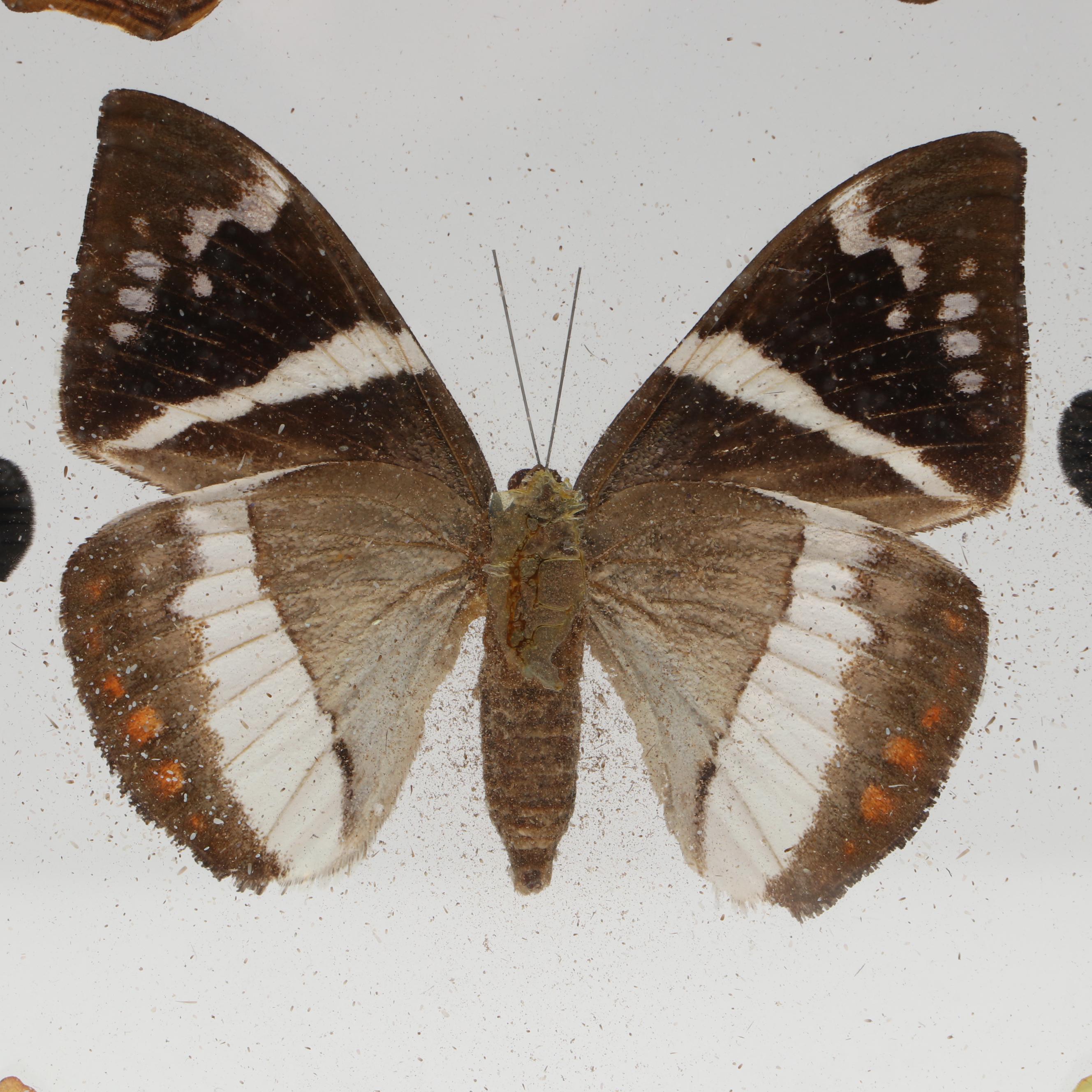Taxidermy Butterflies in Double-Sided Frame