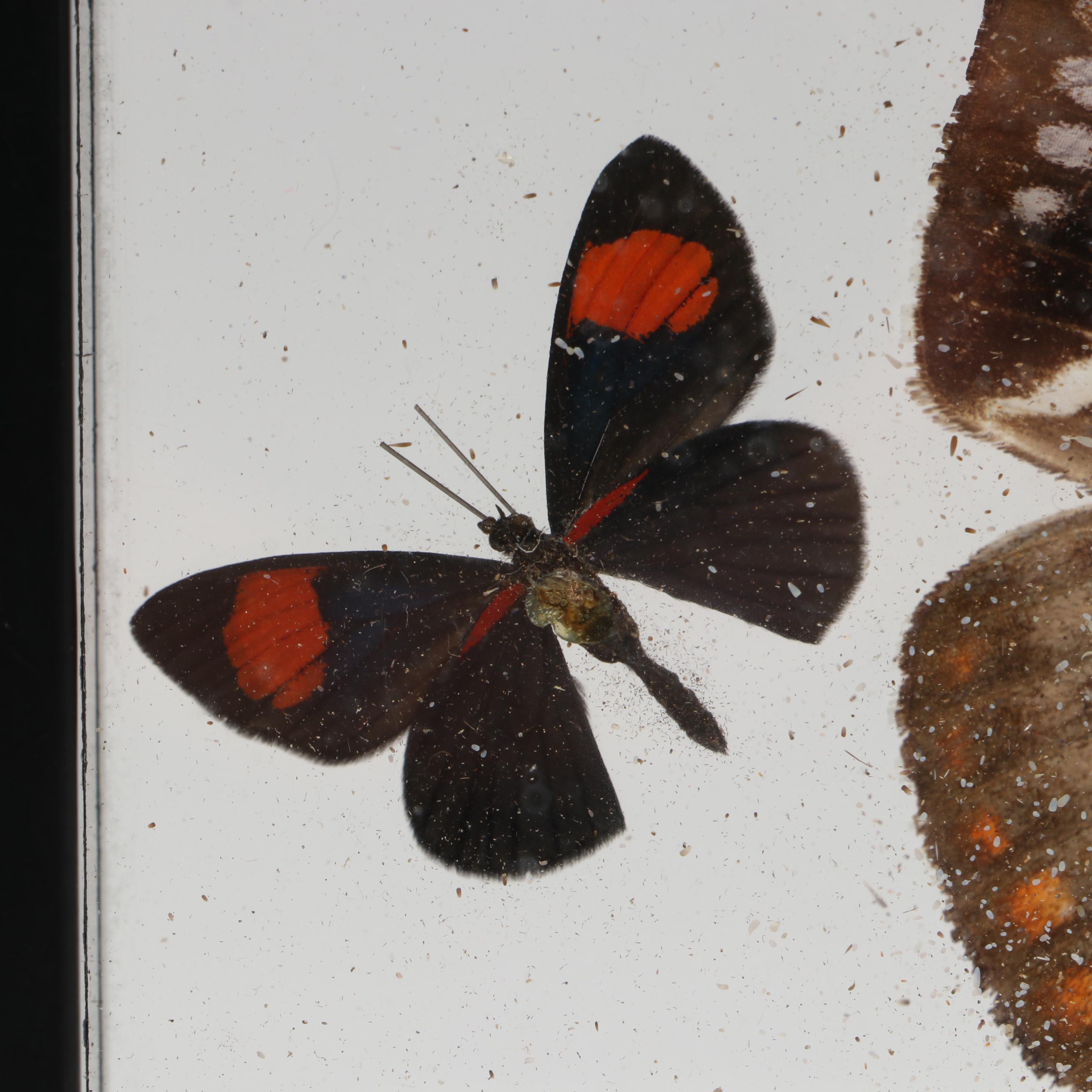Taxidermy Butterflies in Double-Sided Frame