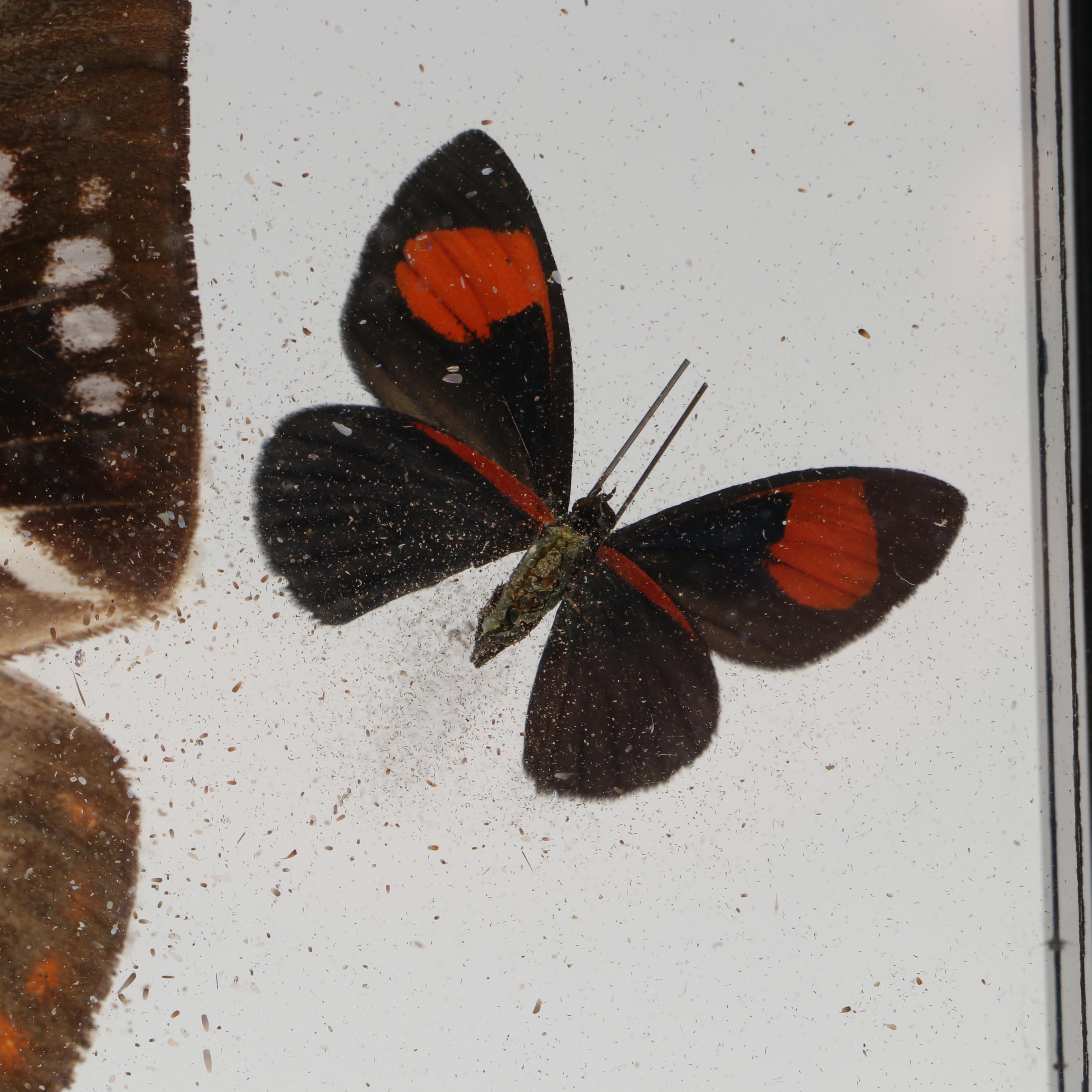 Taxidermy Butterflies in Double-Sided Frame