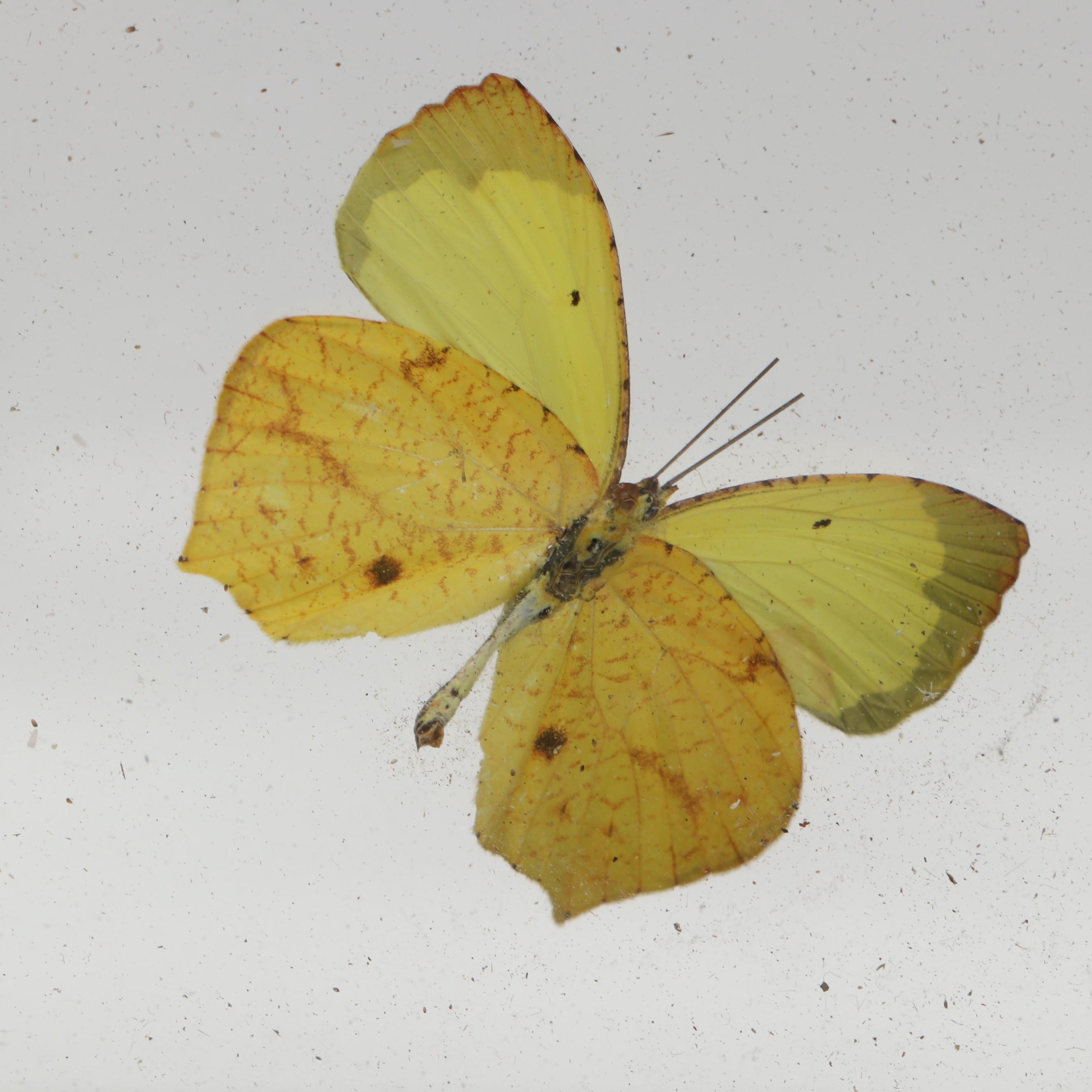 Taxidermy Butterflies in Double-Sided Frame