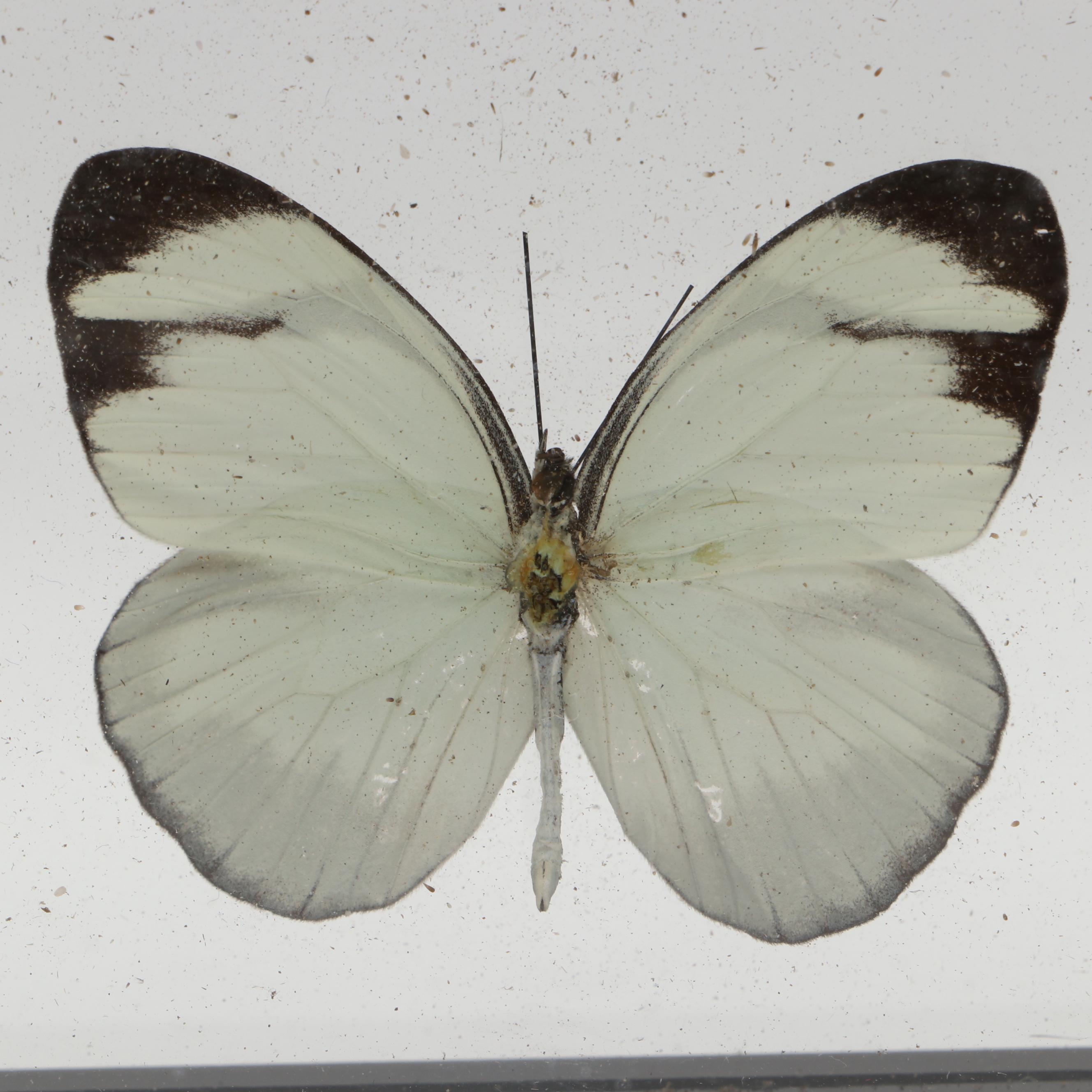 Taxidermy Butterflies in Double-Sided Frame