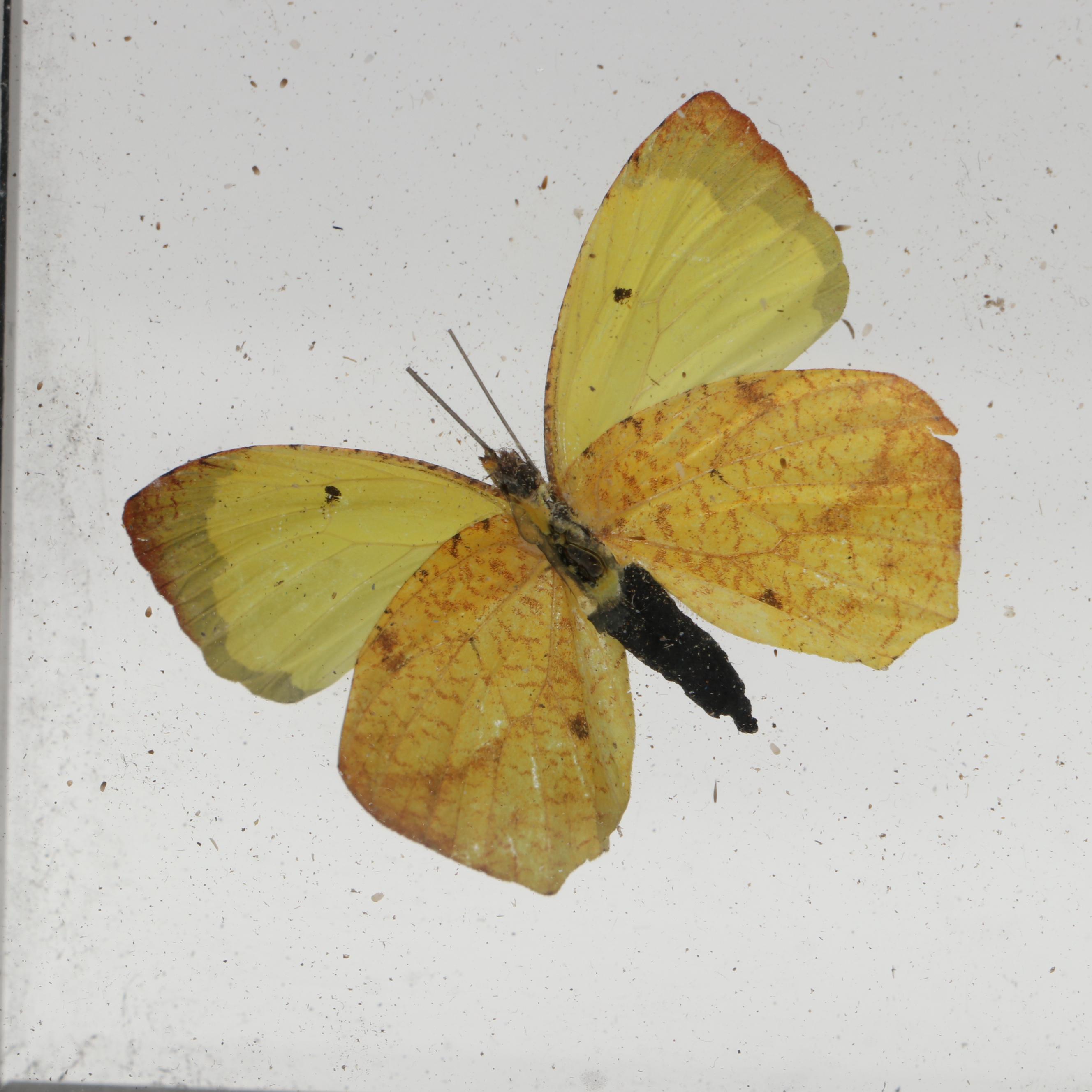 Taxidermy Butterflies in Double-Sided Frame