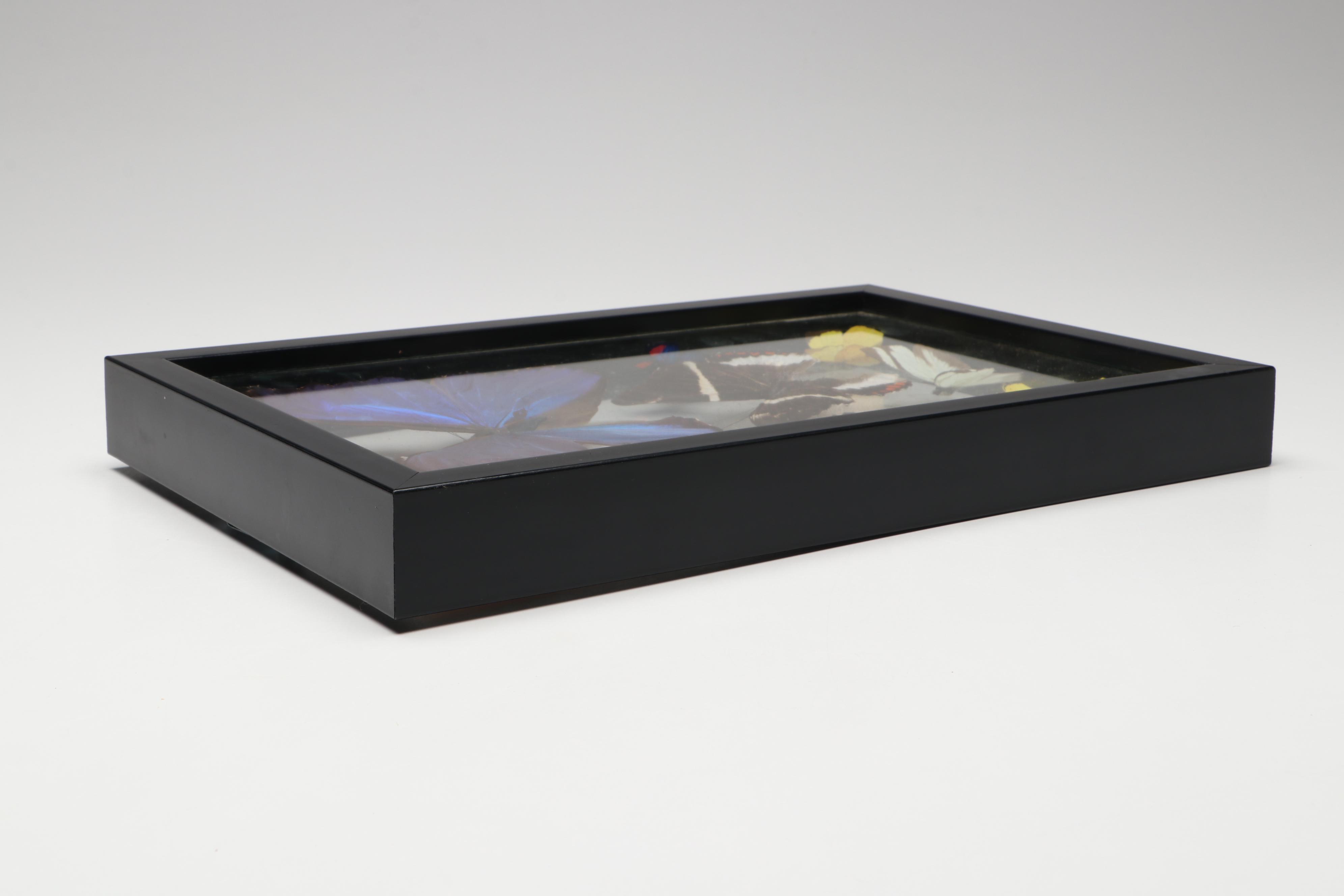 Taxidermy Butterflies in Double-Sided Frame