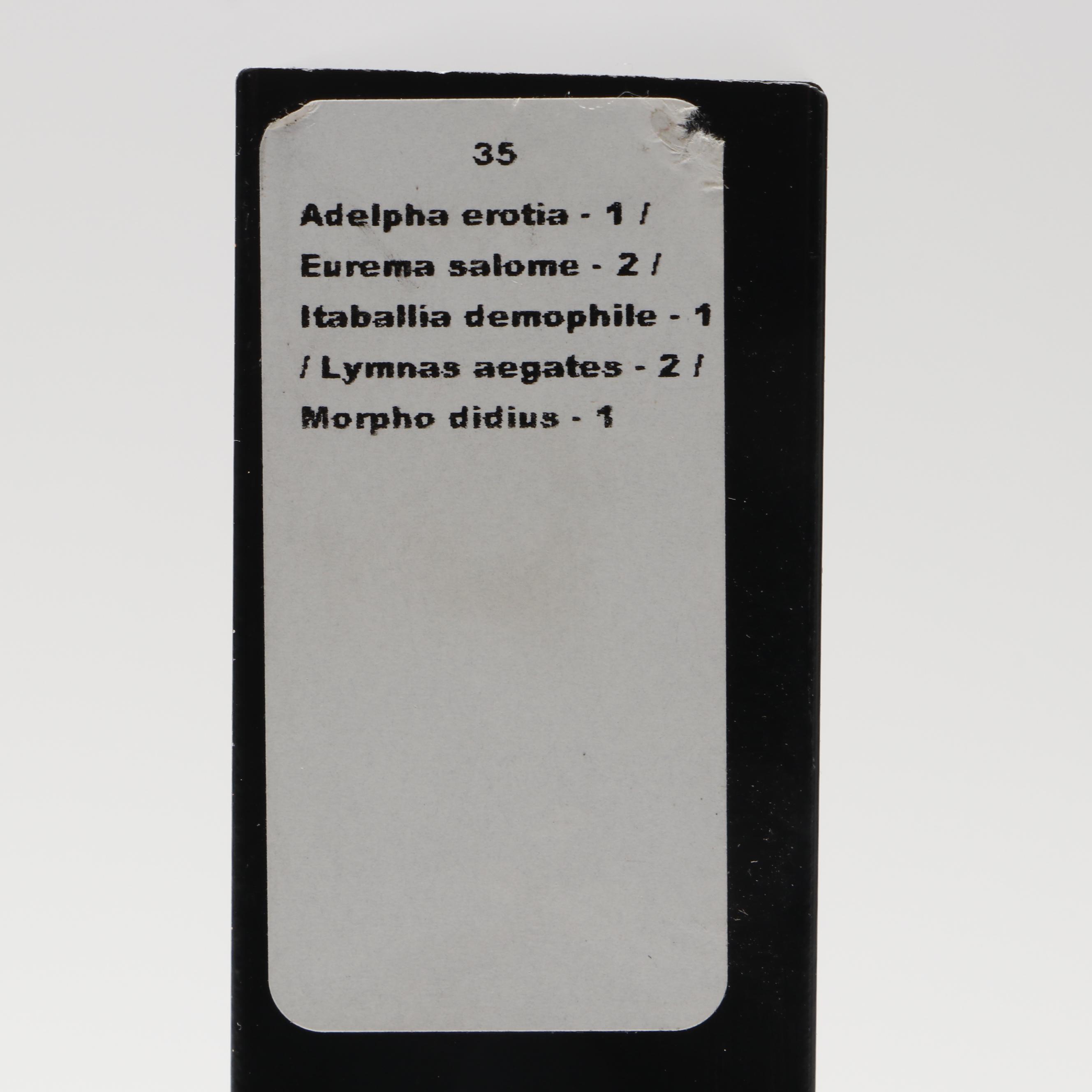 Taxidermy Butterflies in Double-Sided Frame