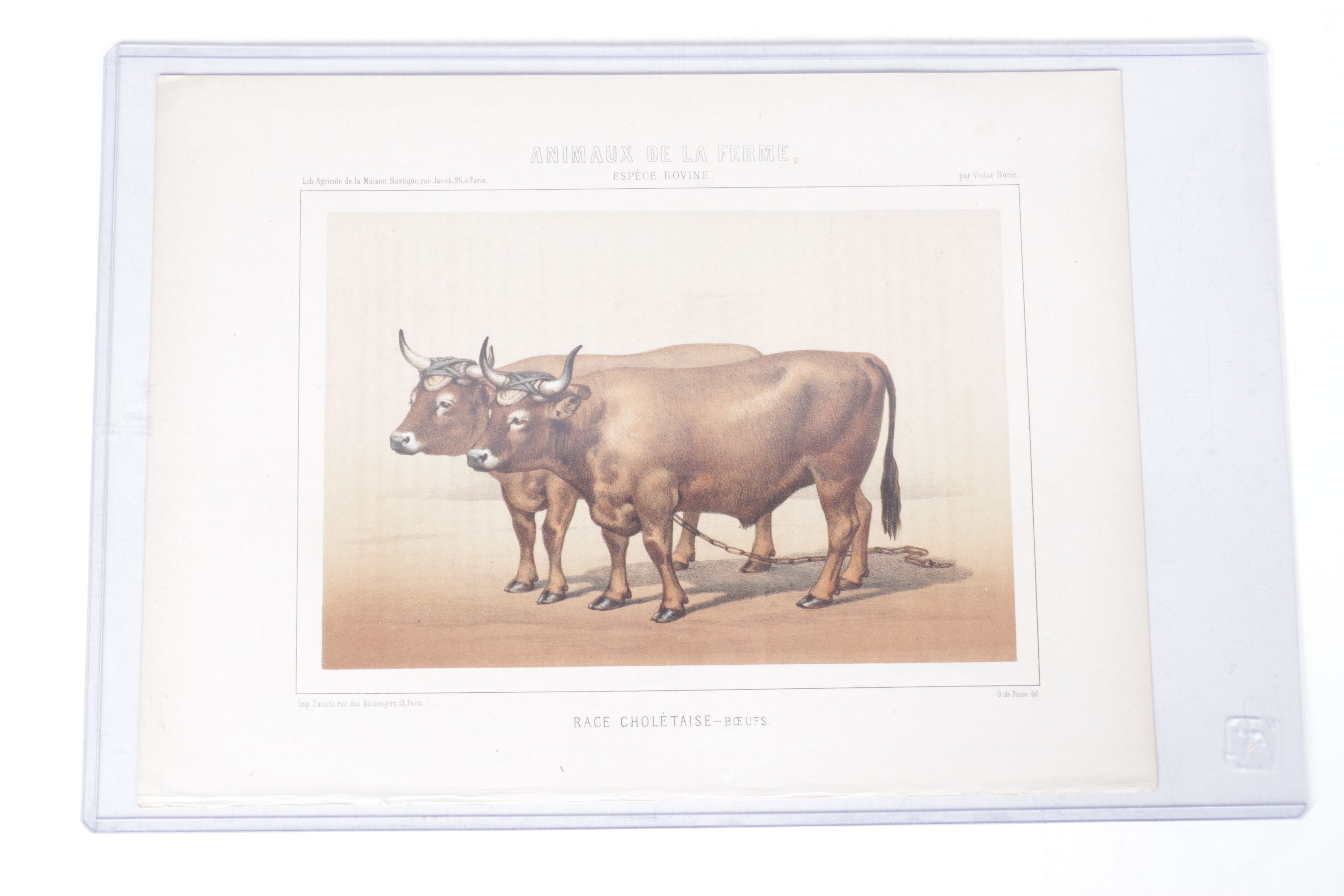 Charles Olivier de Penne Hand-Colored Lithographs of French Bovines, 1863