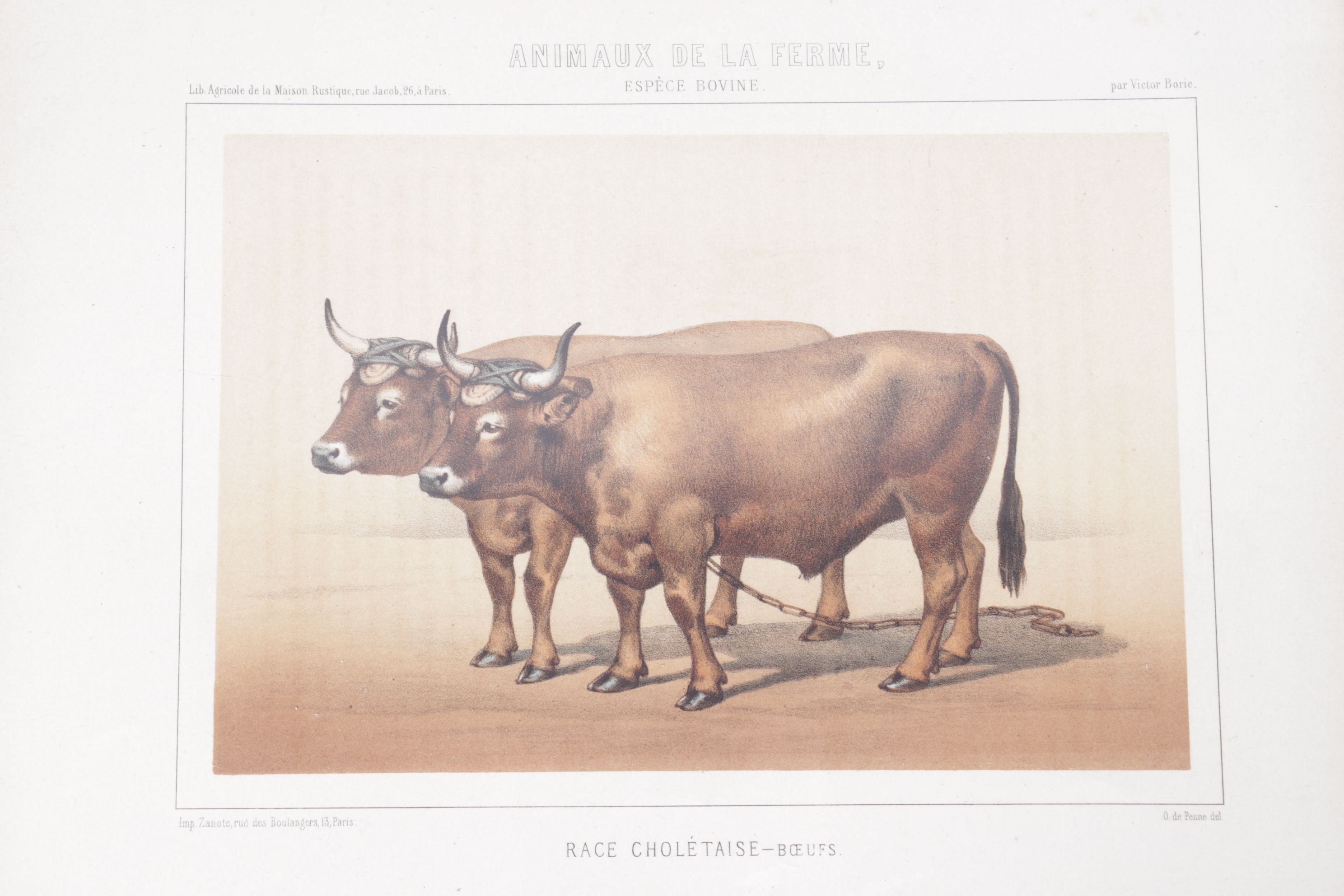 Charles Olivier de Penne Hand-Colored Lithographs of French Bovines, 1863