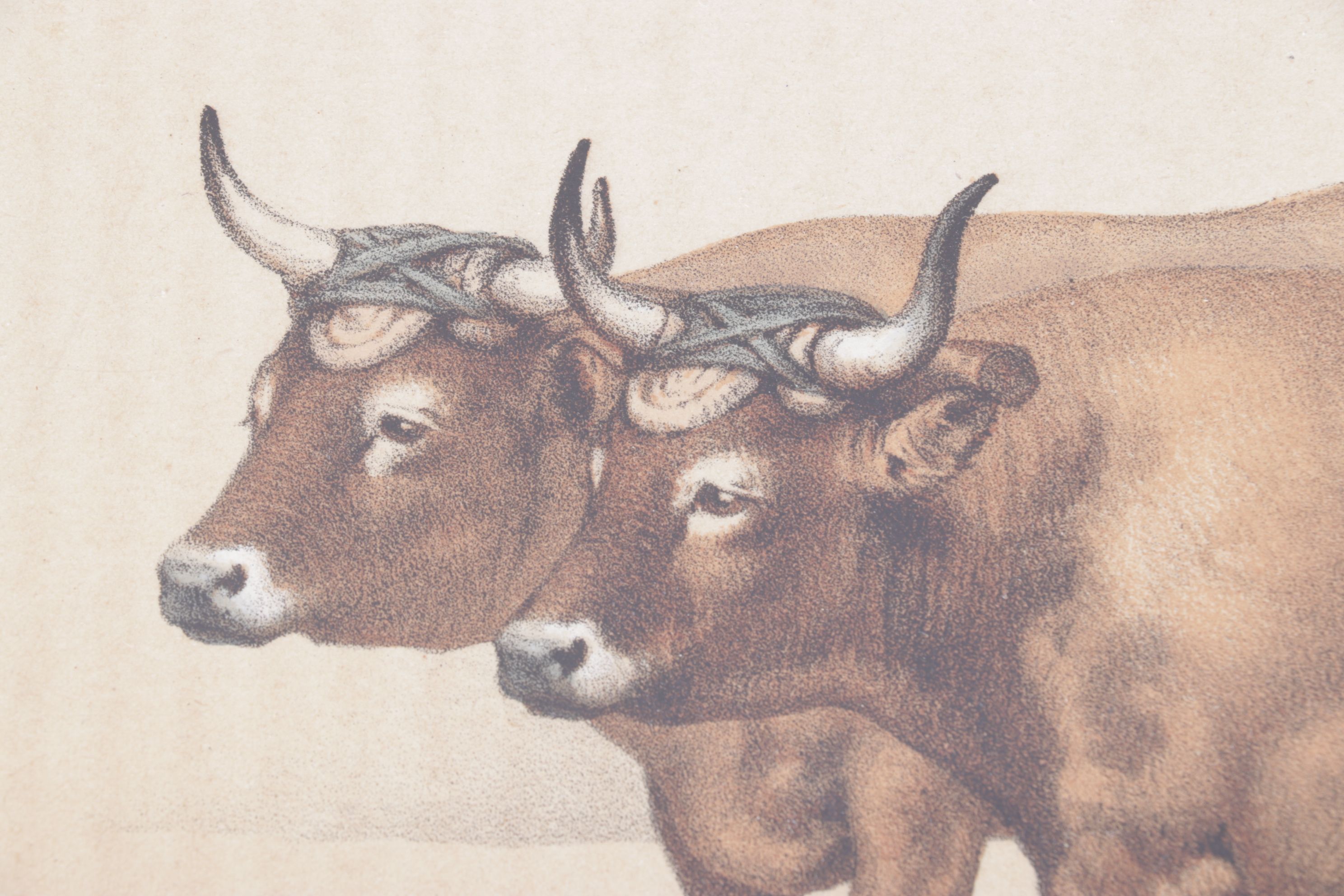 Charles Olivier de Penne Hand-Colored Lithographs of French Bovines, 1863