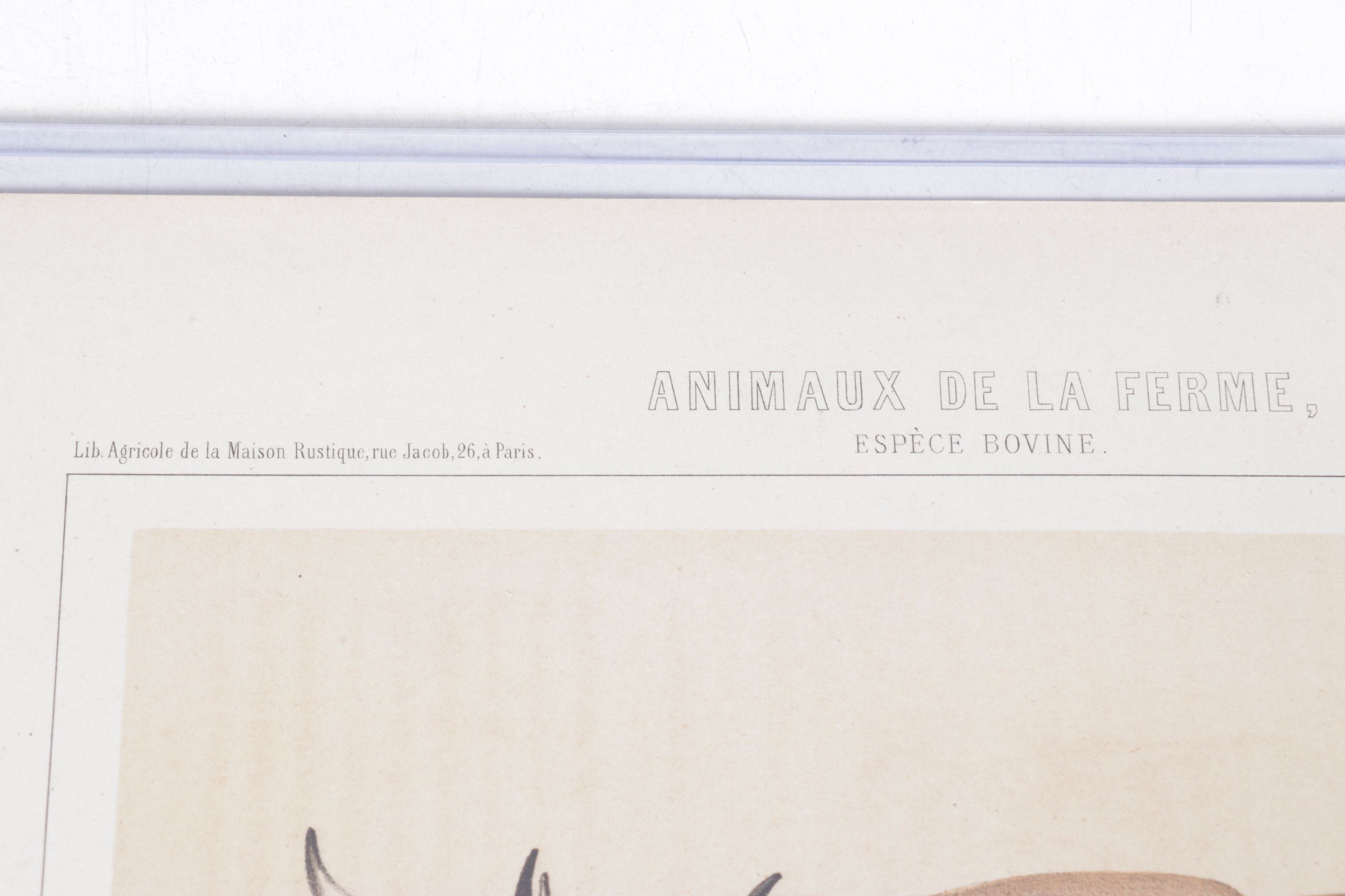 Charles Olivier de Penne Hand-Colored Lithographs of French Bovines, 1863