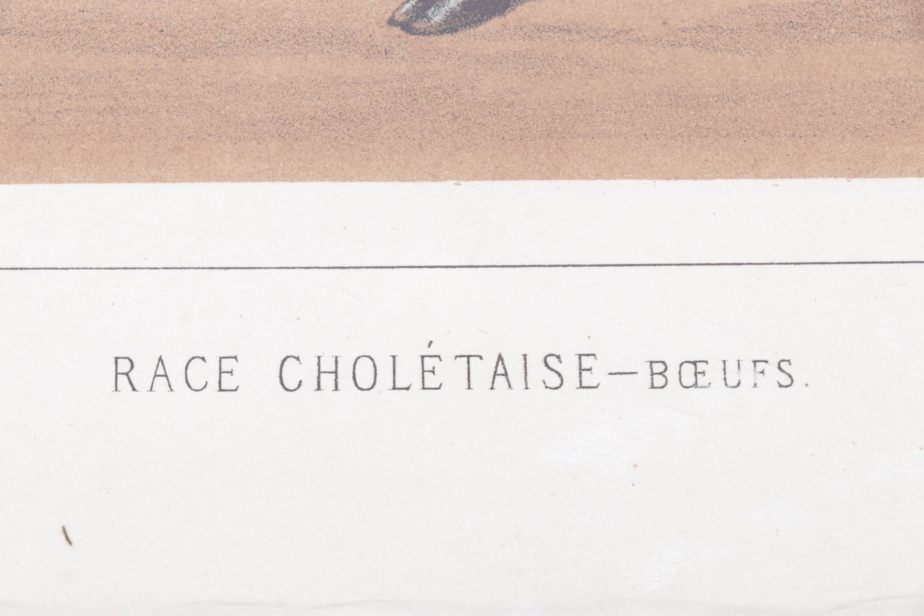 Charles Olivier de Penne Hand-Colored Lithographs of French Bovines, 1863