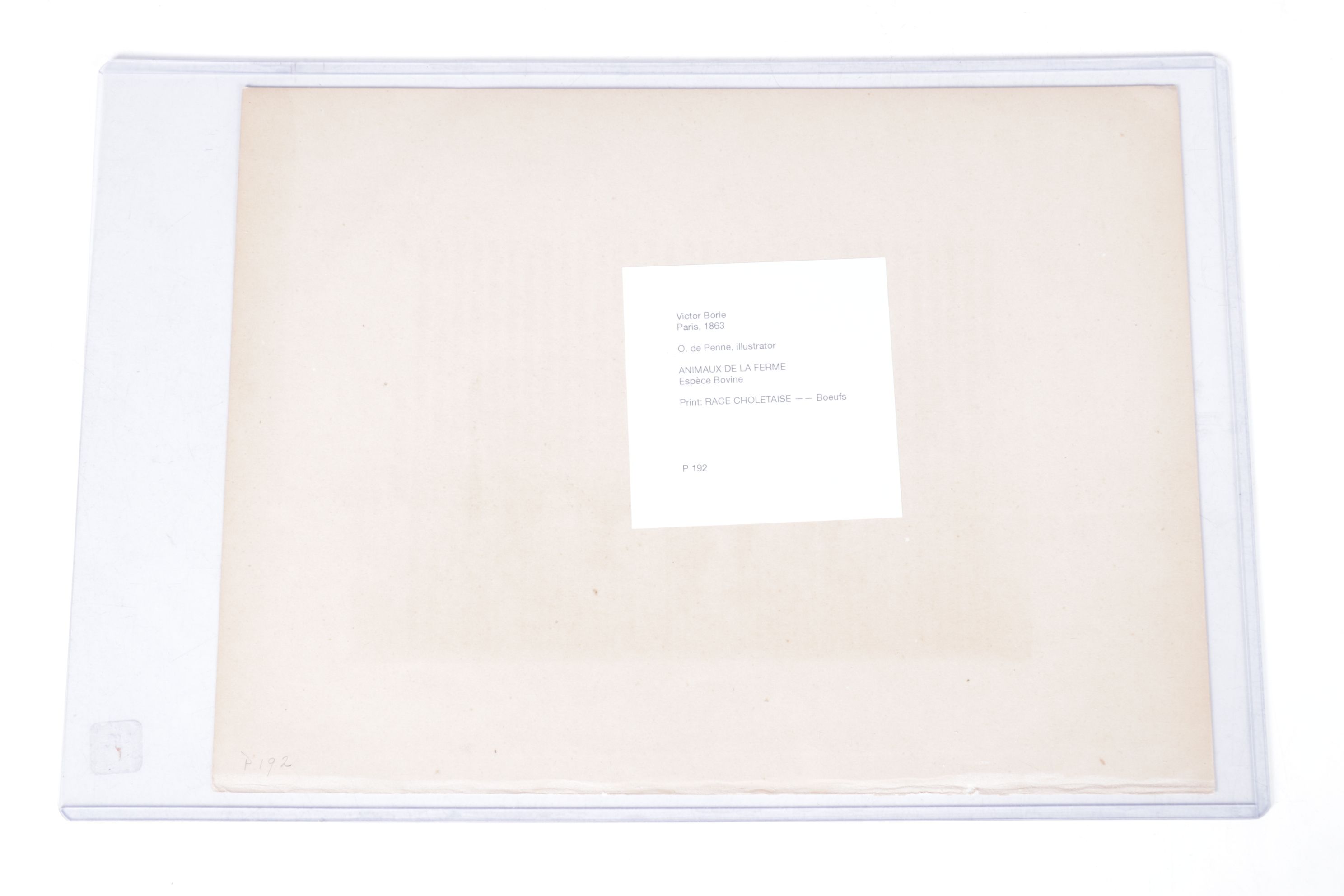 Charles Olivier de Penne Hand-Colored Lithographs of French Bovines, 1863