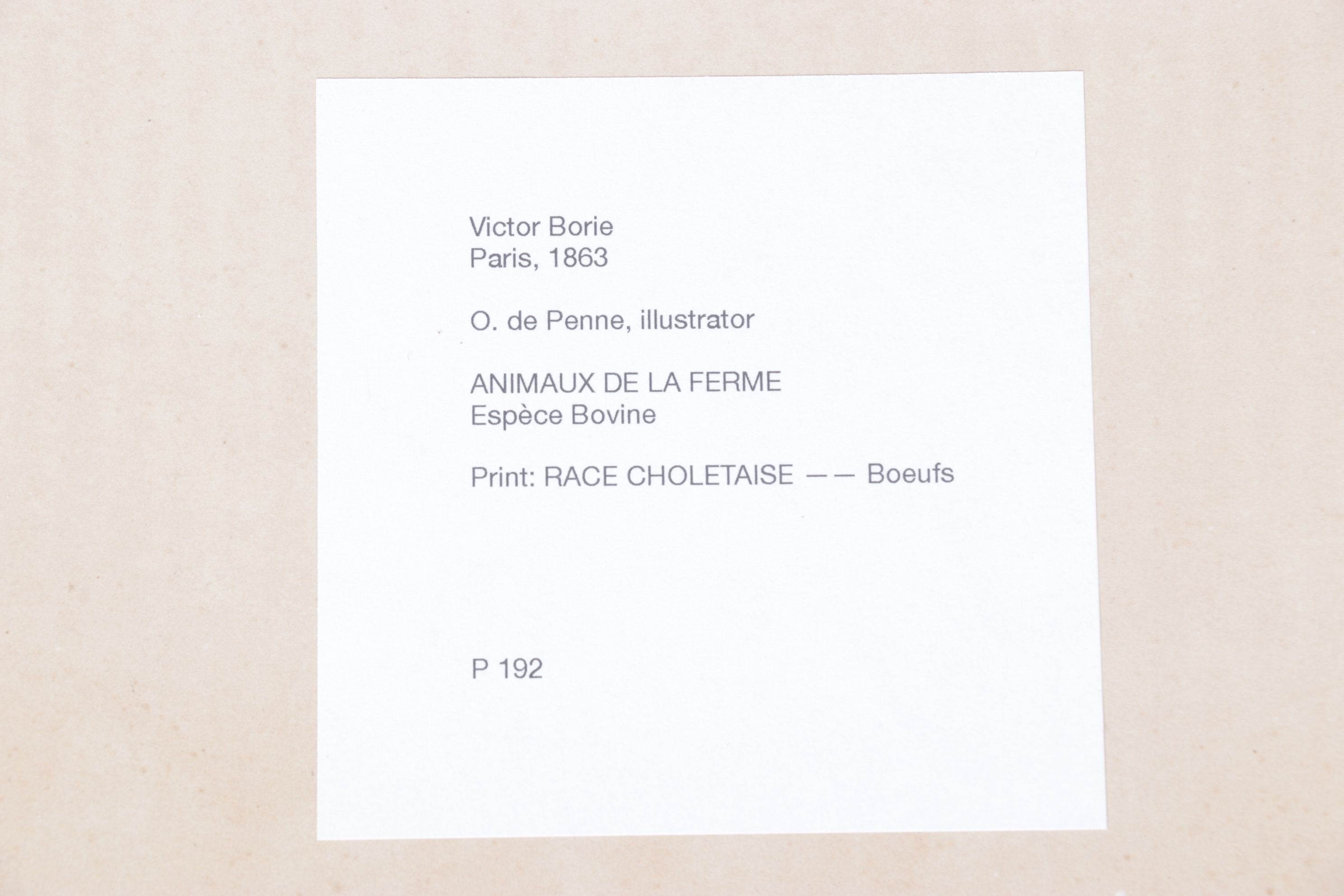 Charles Olivier de Penne Hand-Colored Lithographs of French Bovines, 1863