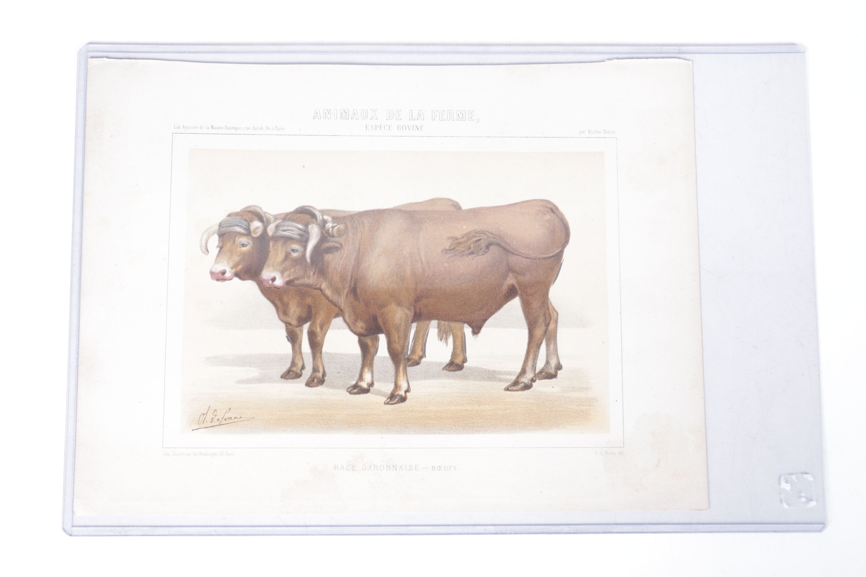 Charles Olivier de Penne Hand-Colored Lithographs of French Bovines, 1863