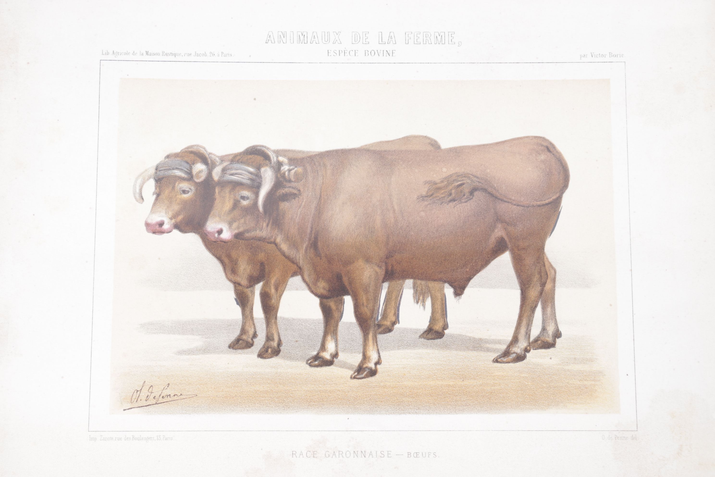 Charles Olivier de Penne Hand-Colored Lithographs of French Bovines, 1863