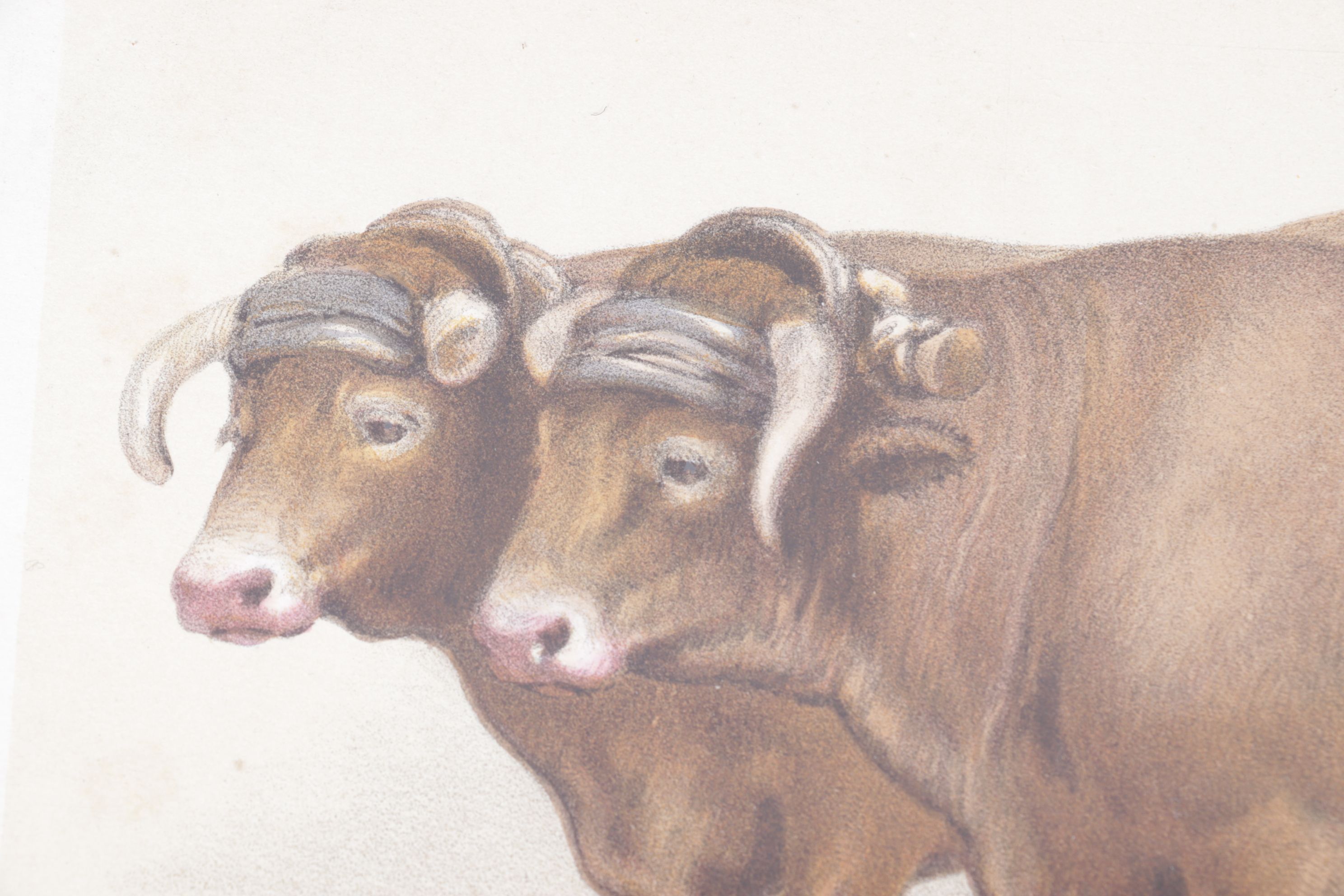 Charles Olivier de Penne Hand-Colored Lithographs of French Bovines, 1863