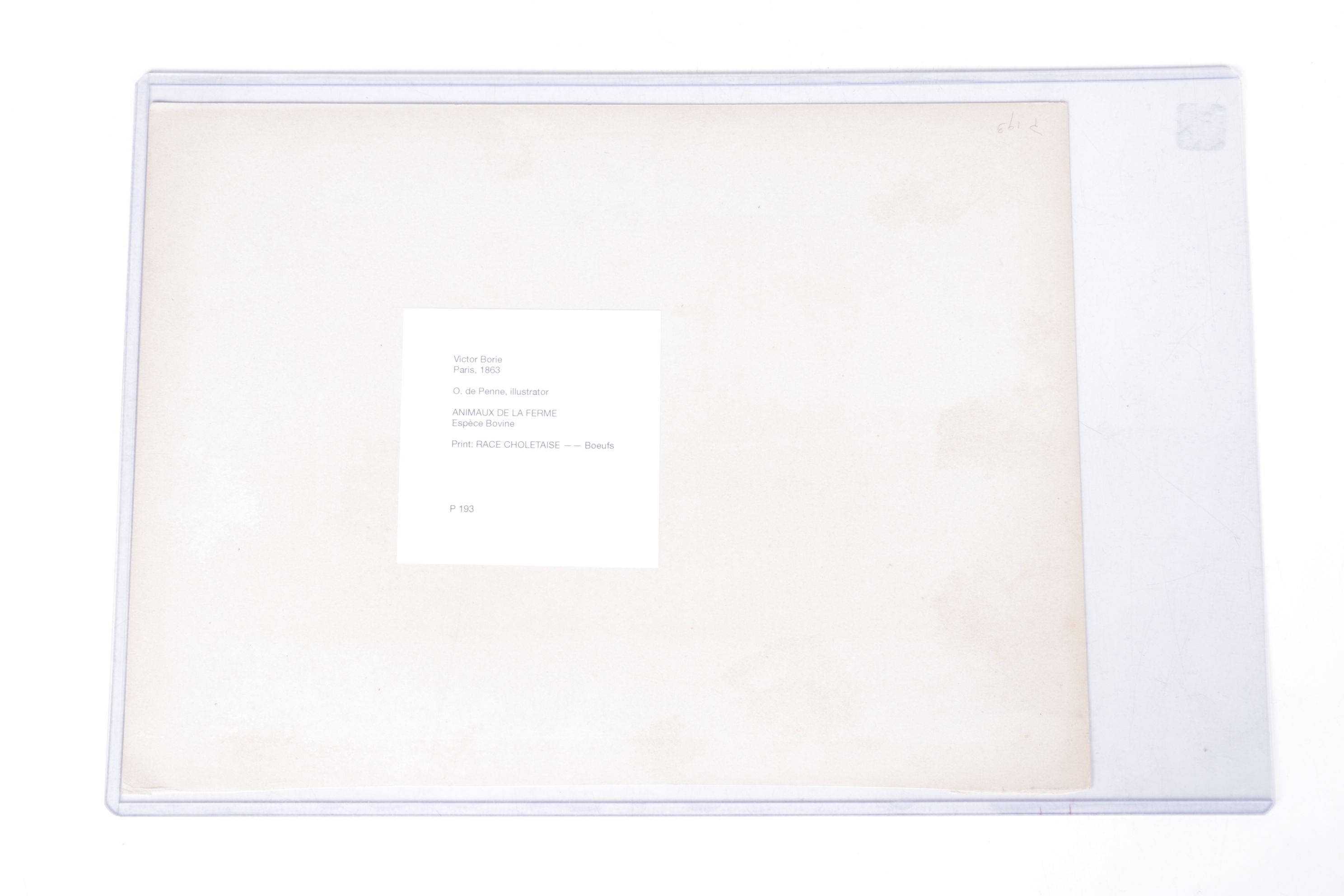 Charles Olivier de Penne Hand-Colored Lithographs of French Bovines, 1863