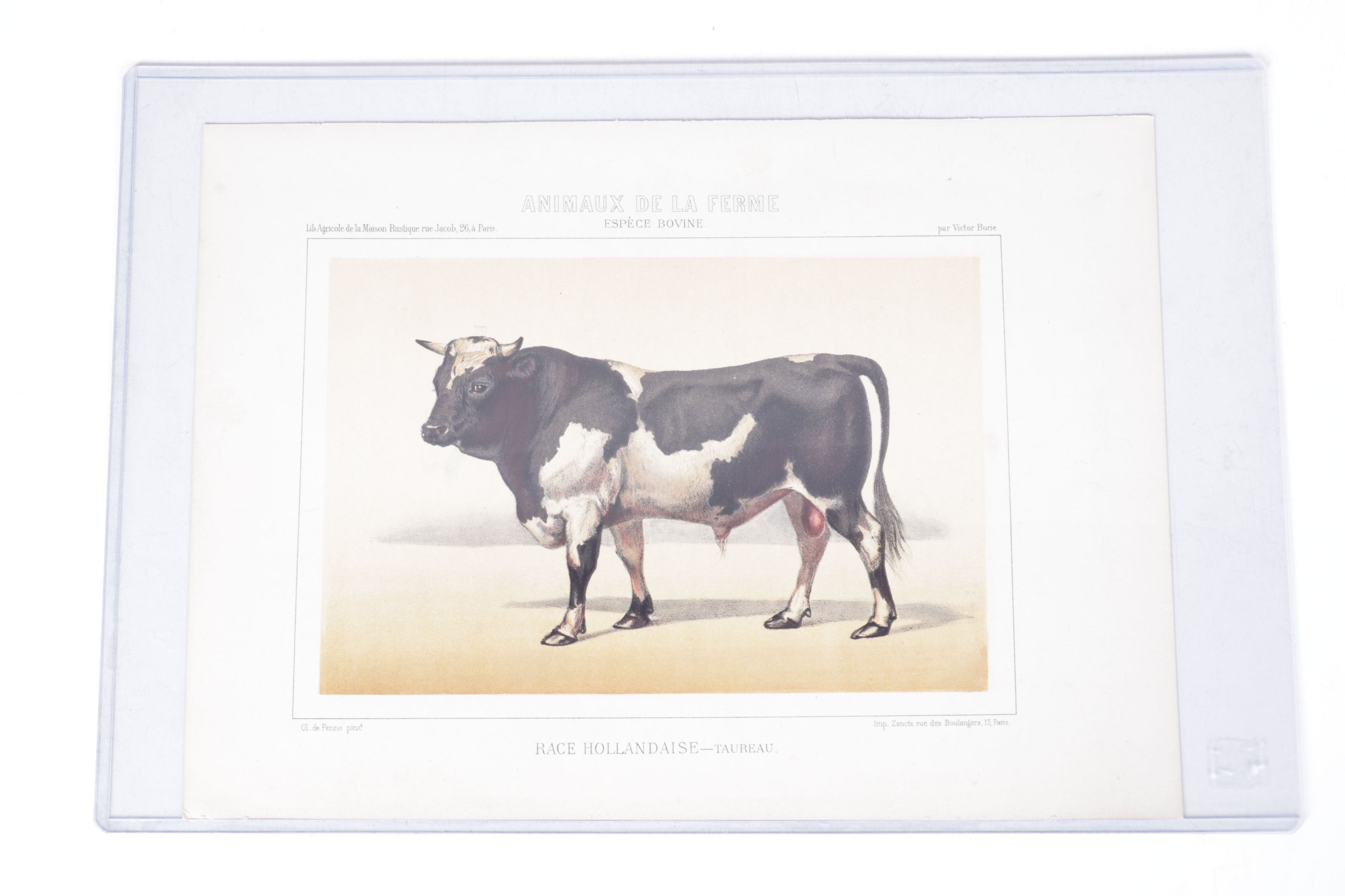 Charles Olivier de Penne Hand-Colored Lithographs of French Bovines, 1863