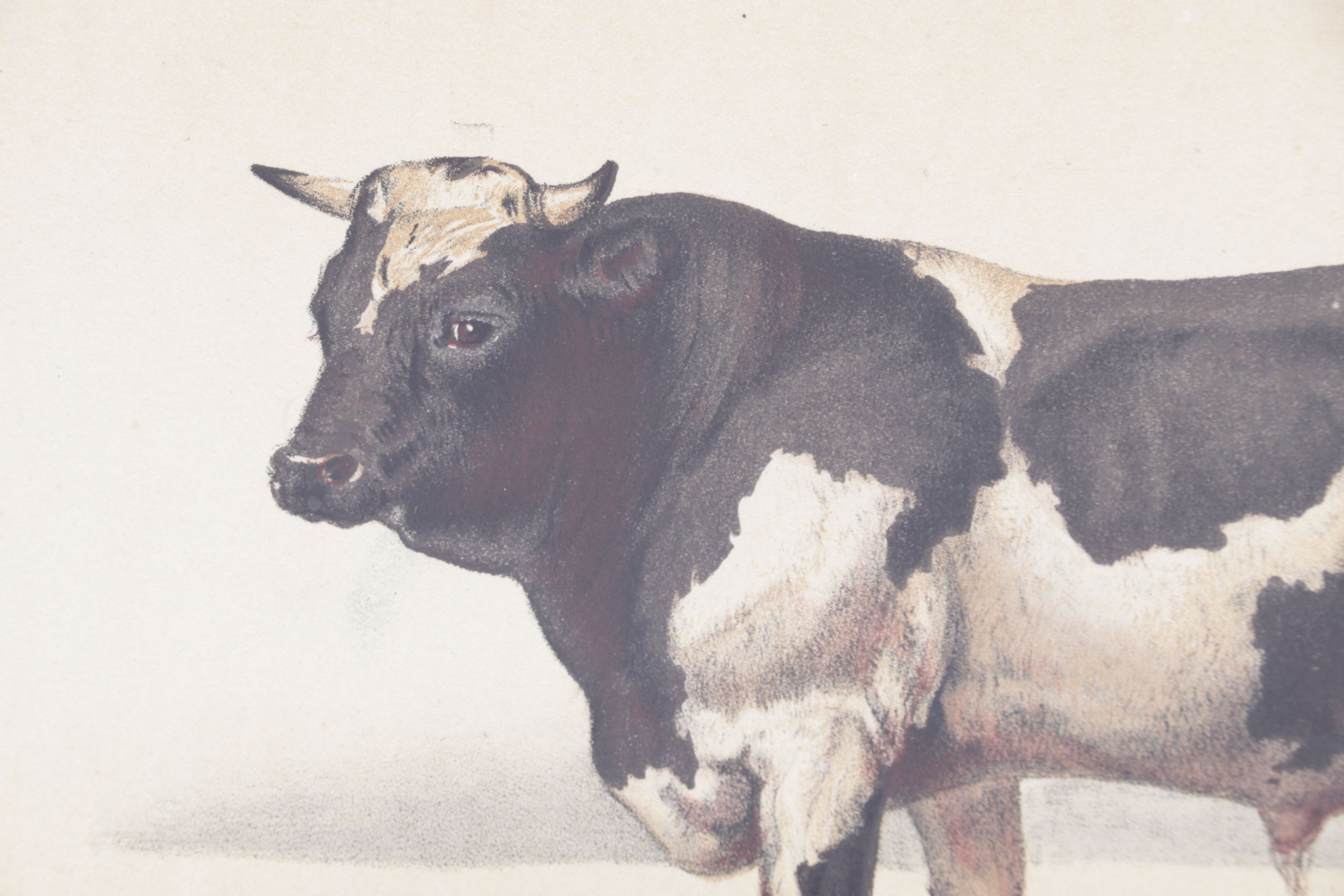 Charles Olivier de Penne Hand-Colored Lithographs of French Bovines, 1863
