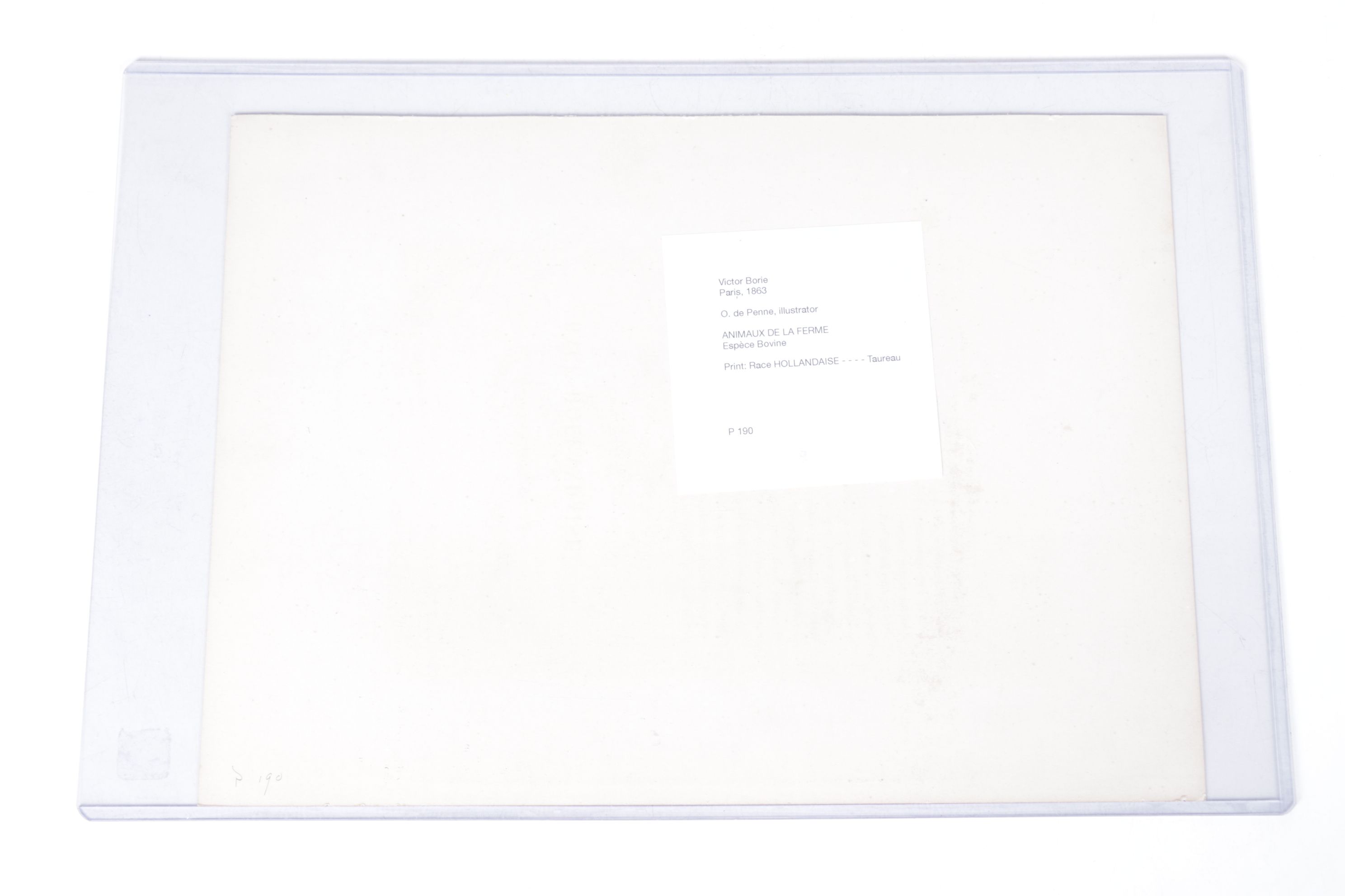 Charles Olivier de Penne Hand-Colored Lithographs of French Bovines, 1863