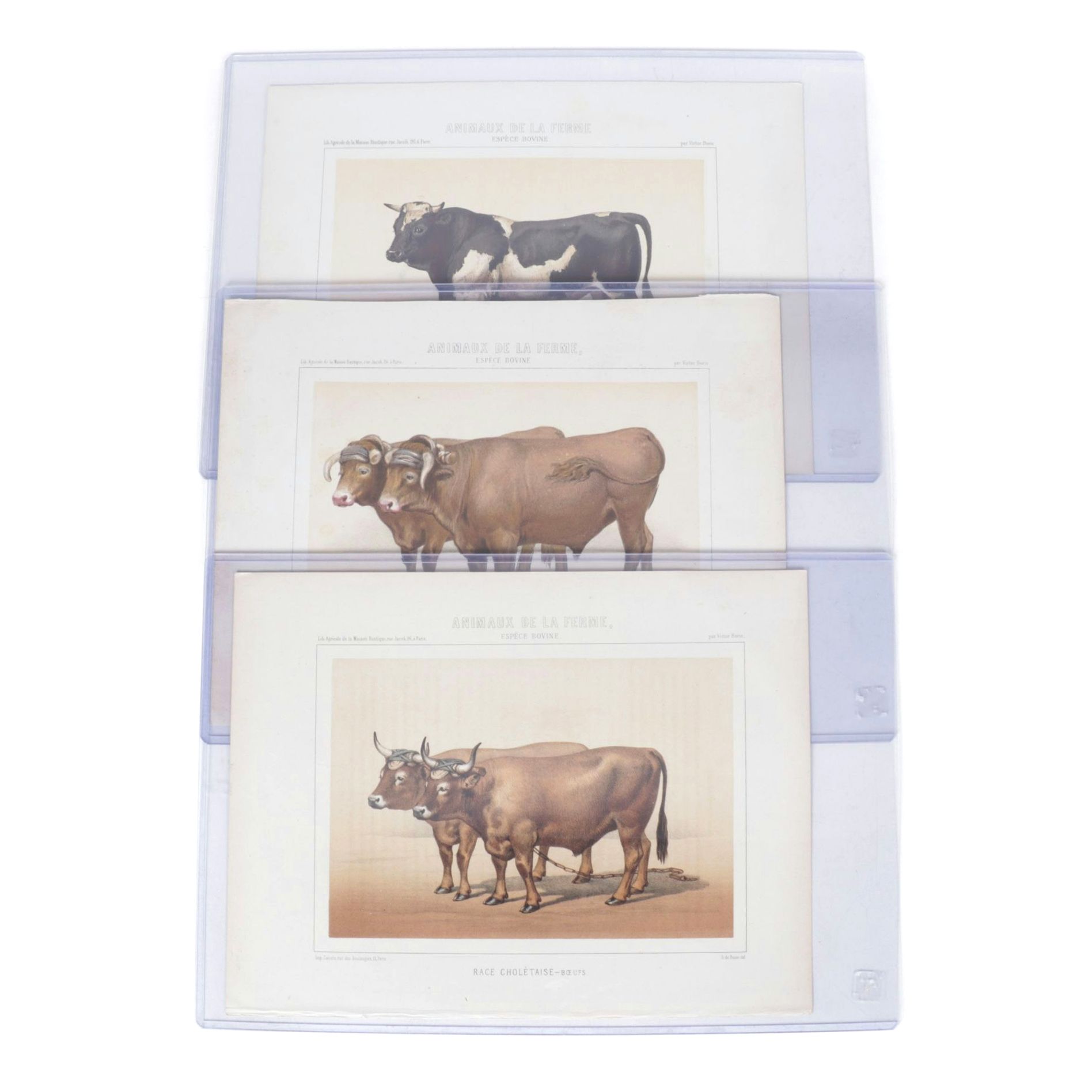 Charles Olivier de Penne Hand-Colored Lithographs of French Bovines, 1863