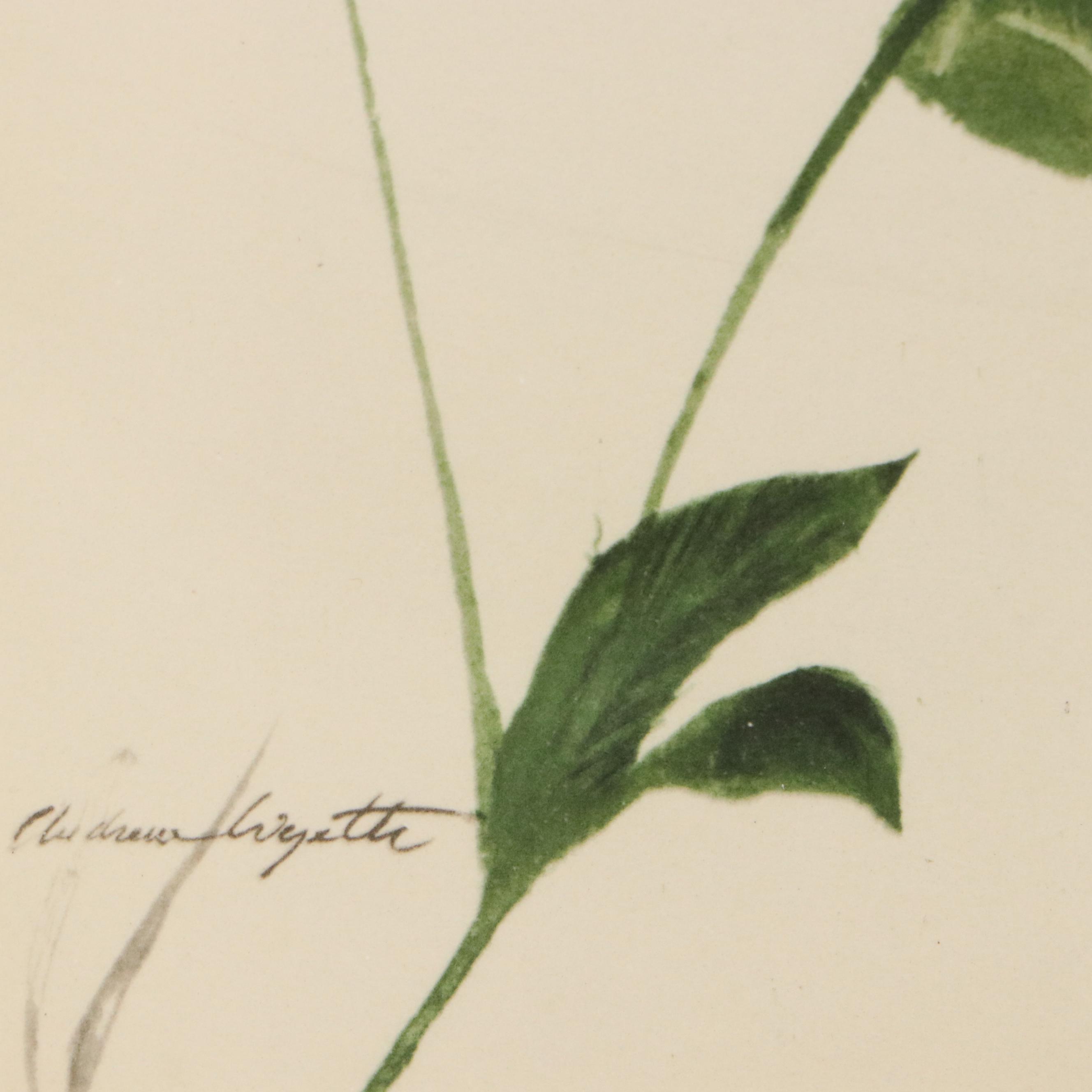 Andrew Wyeth Color Lithograph "The Oak," Mid to Late 20th Century