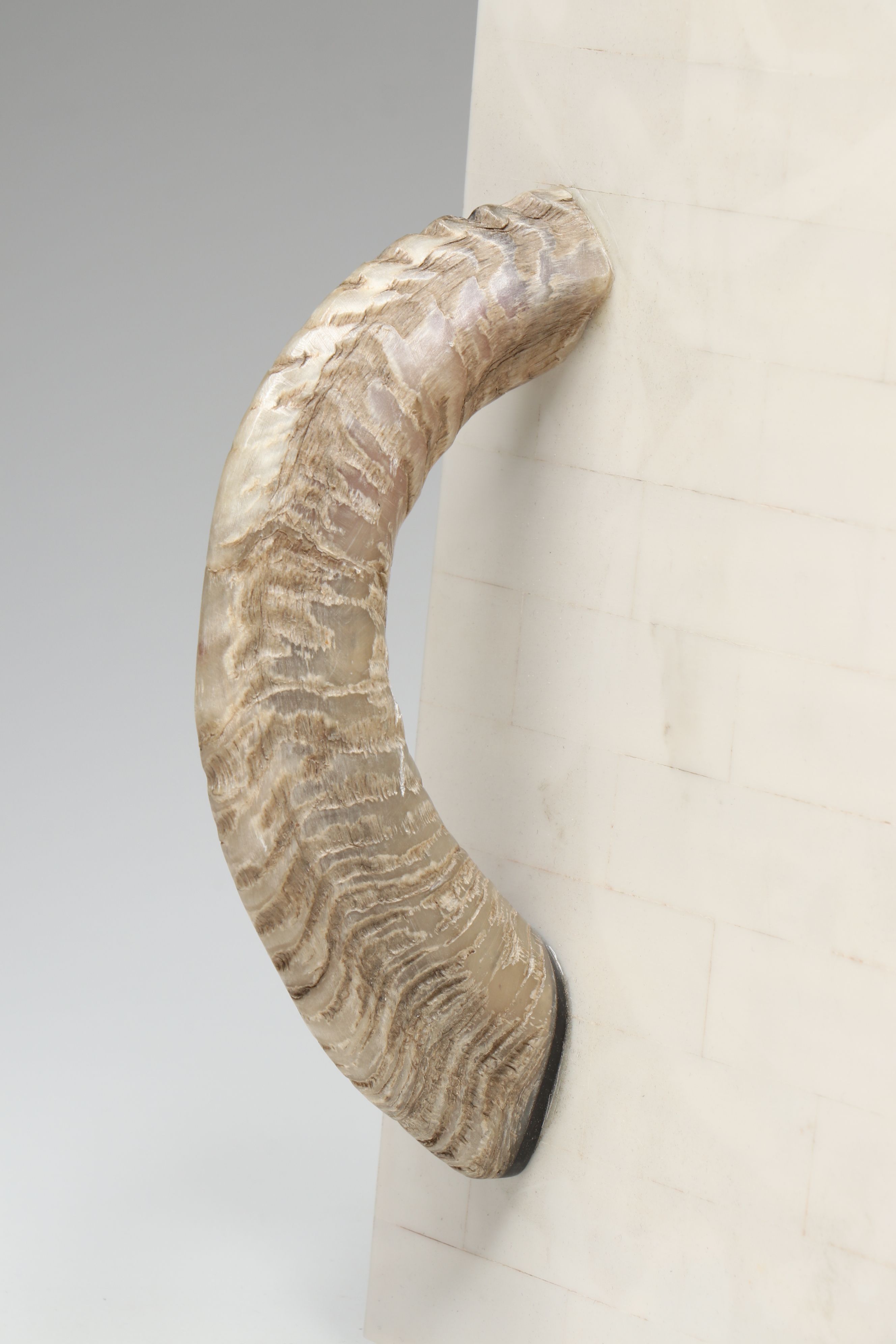 Carved Bone Boxes with Horn Handled Tray and Other Office Décor