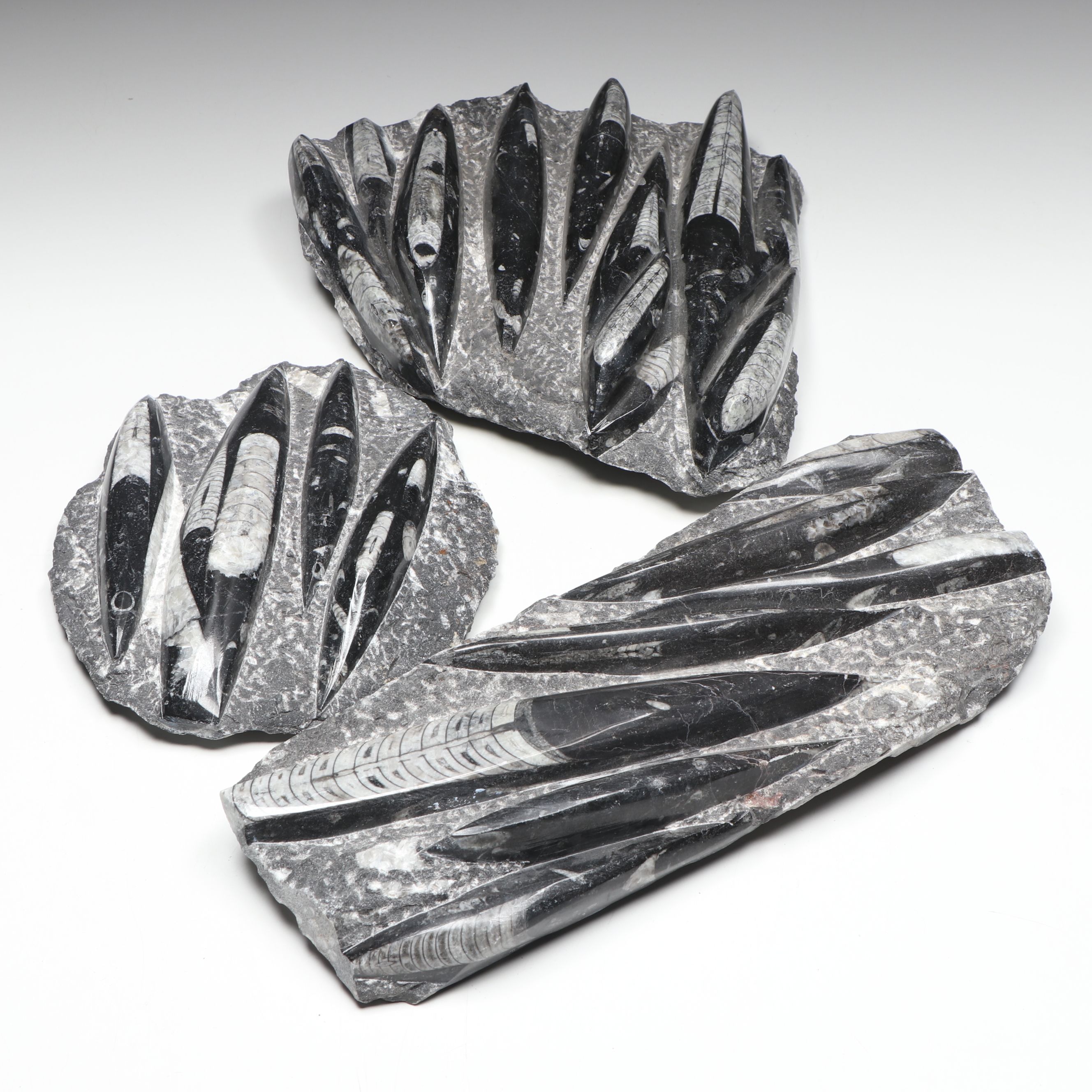 Carved and Polished Fossil Orthocones in Matrix