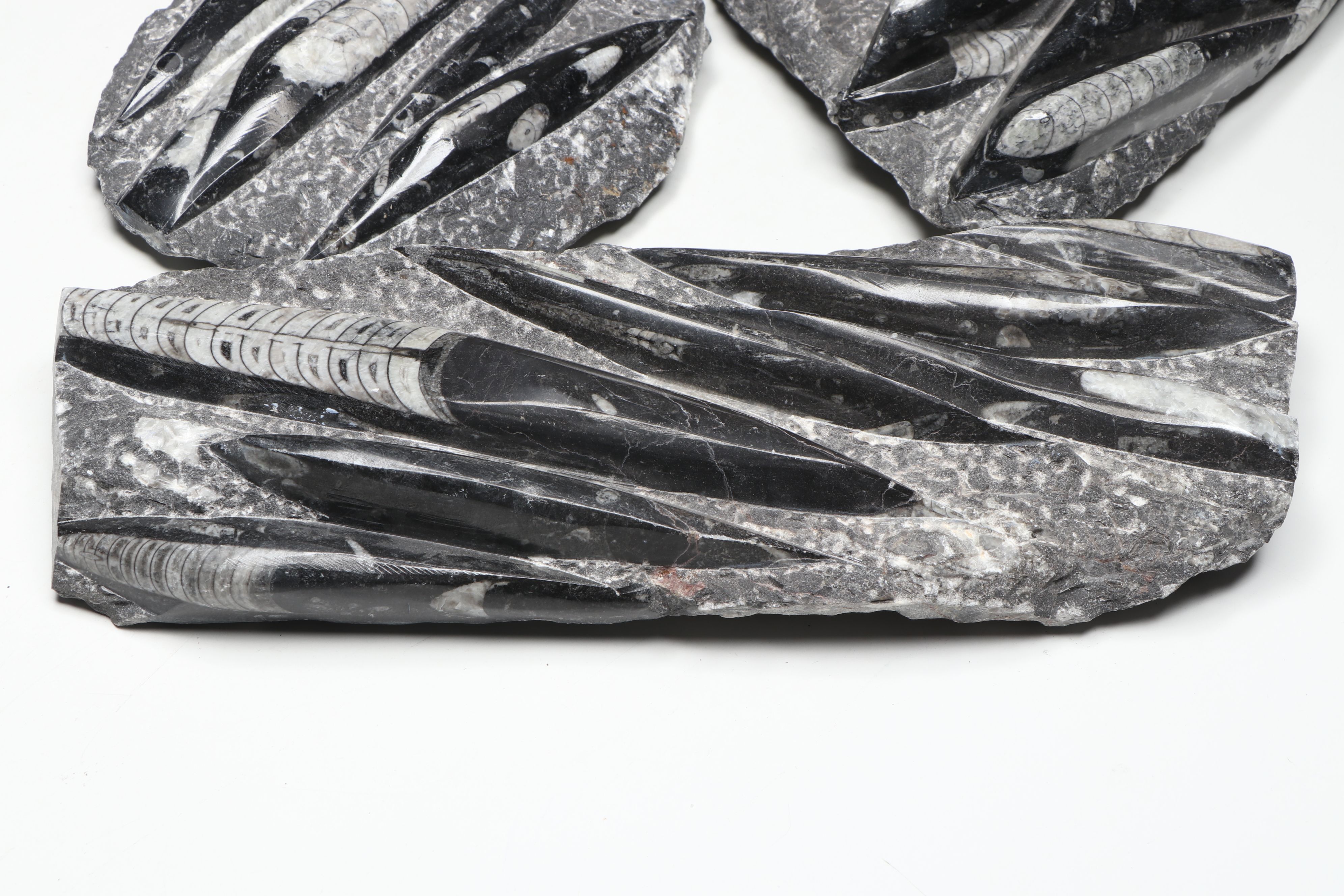 Carved and Polished Fossil Orthocones in Matrix