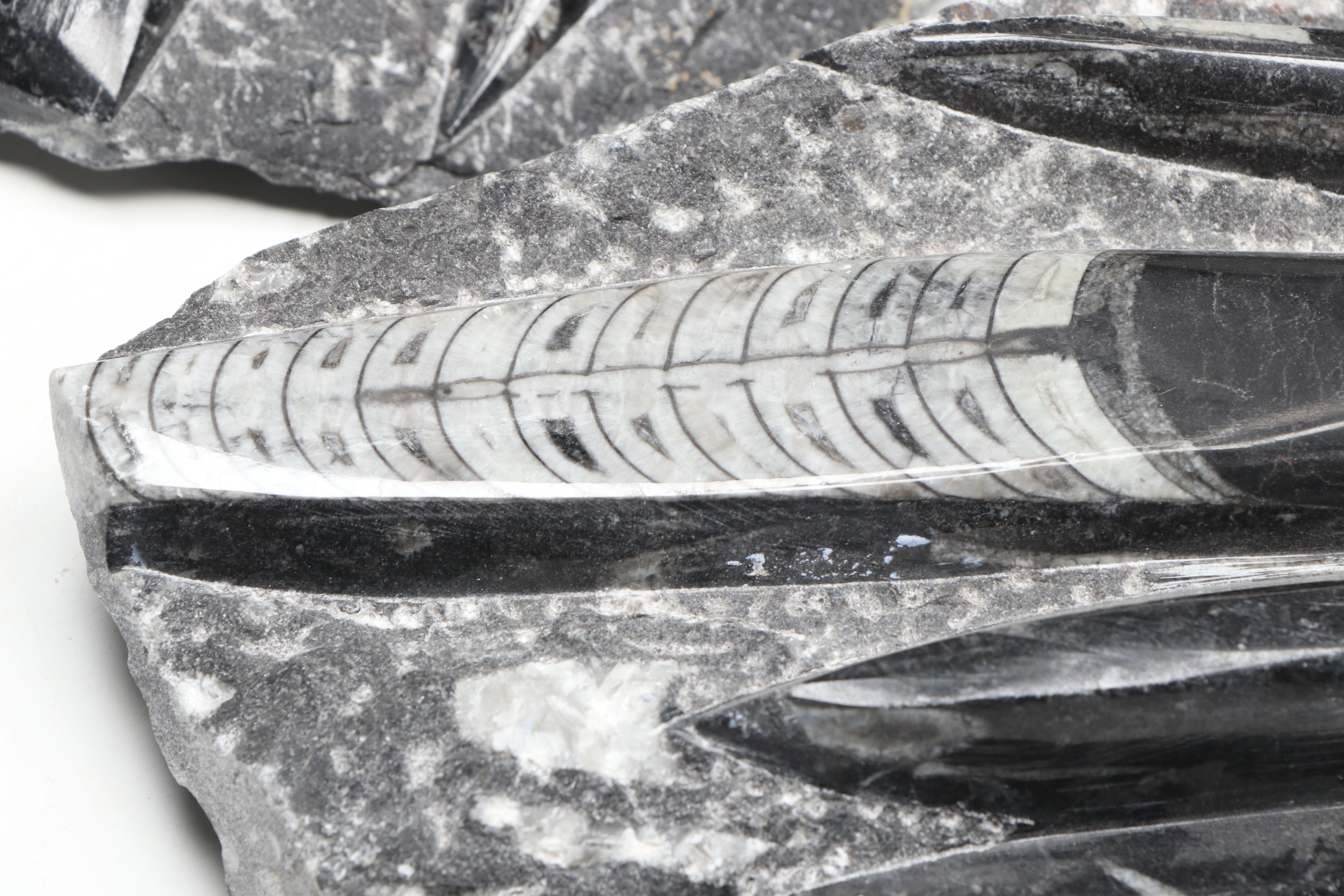 Carved and Polished Fossil Orthocones in Matrix