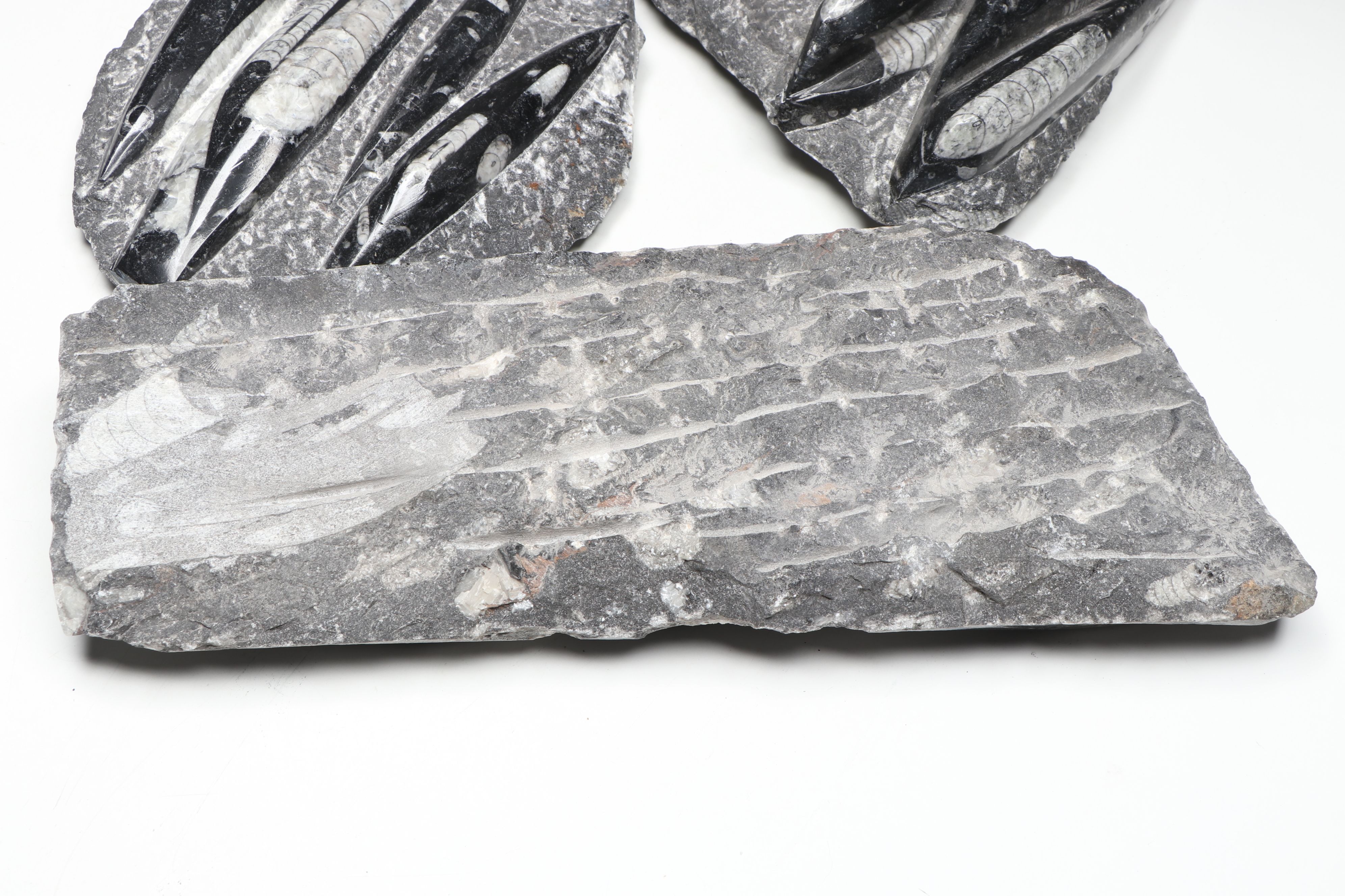 Carved and Polished Fossil Orthocones in Matrix