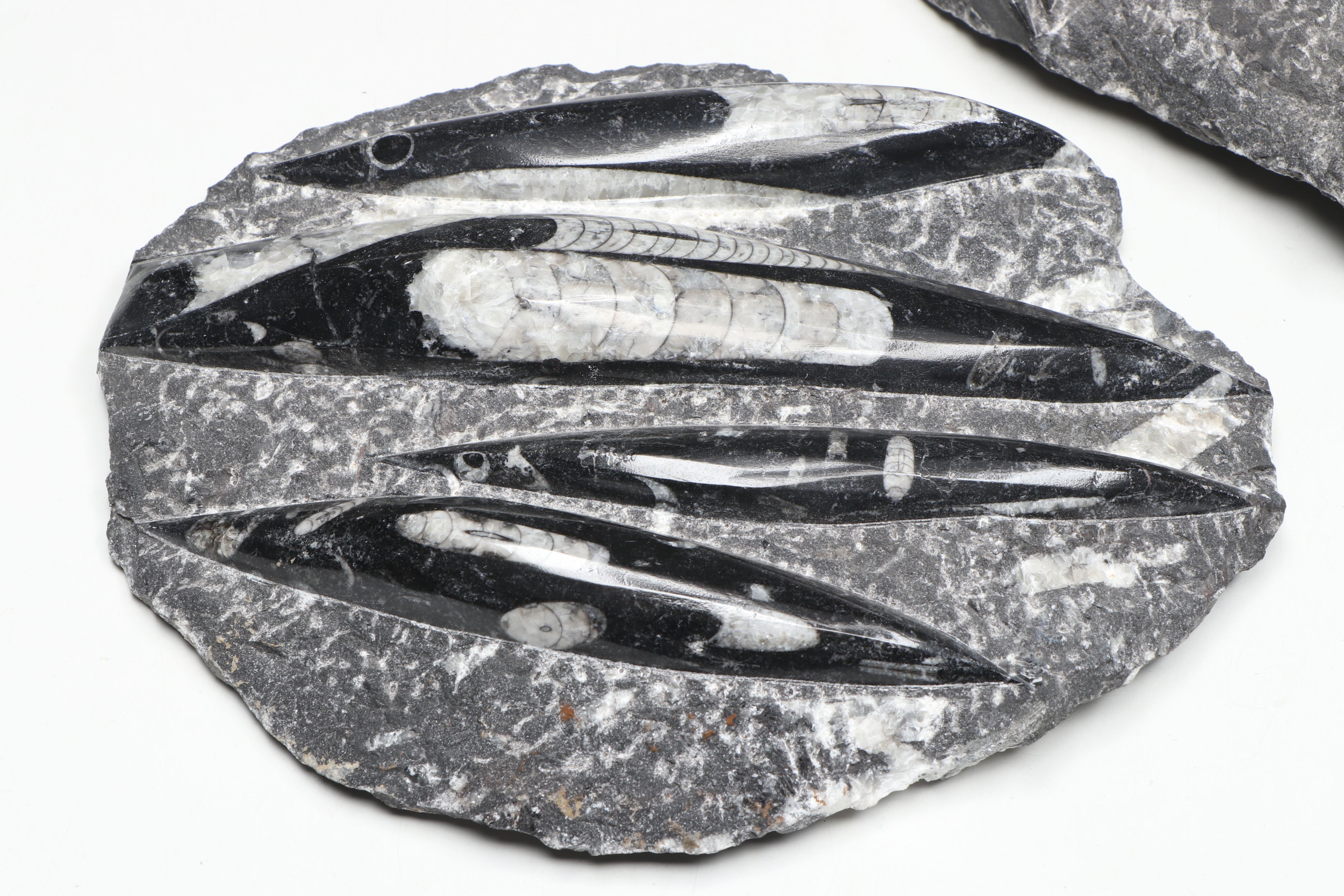 Carved and Polished Fossil Orthocones in Matrix