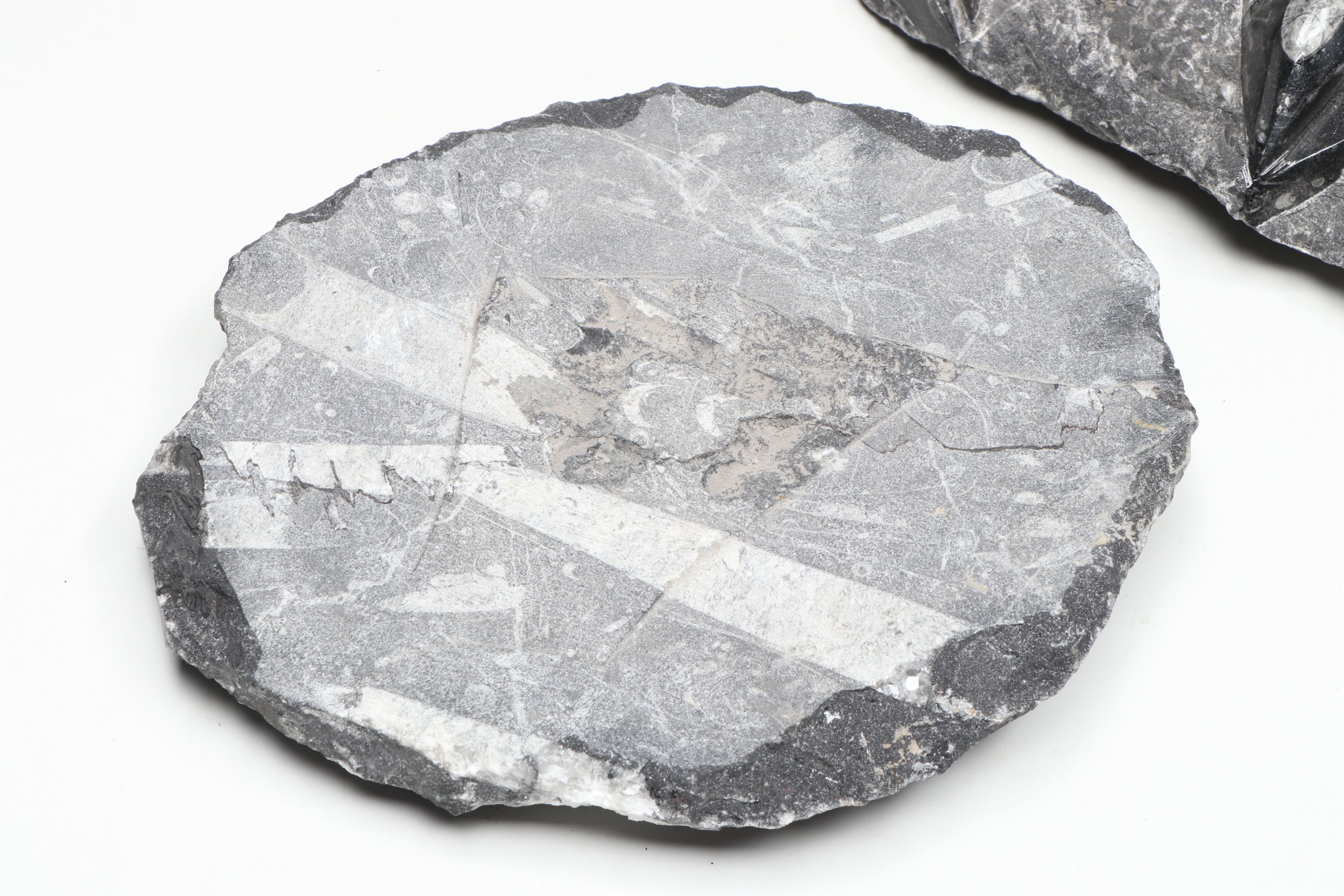 Carved and Polished Fossil Orthocones in Matrix